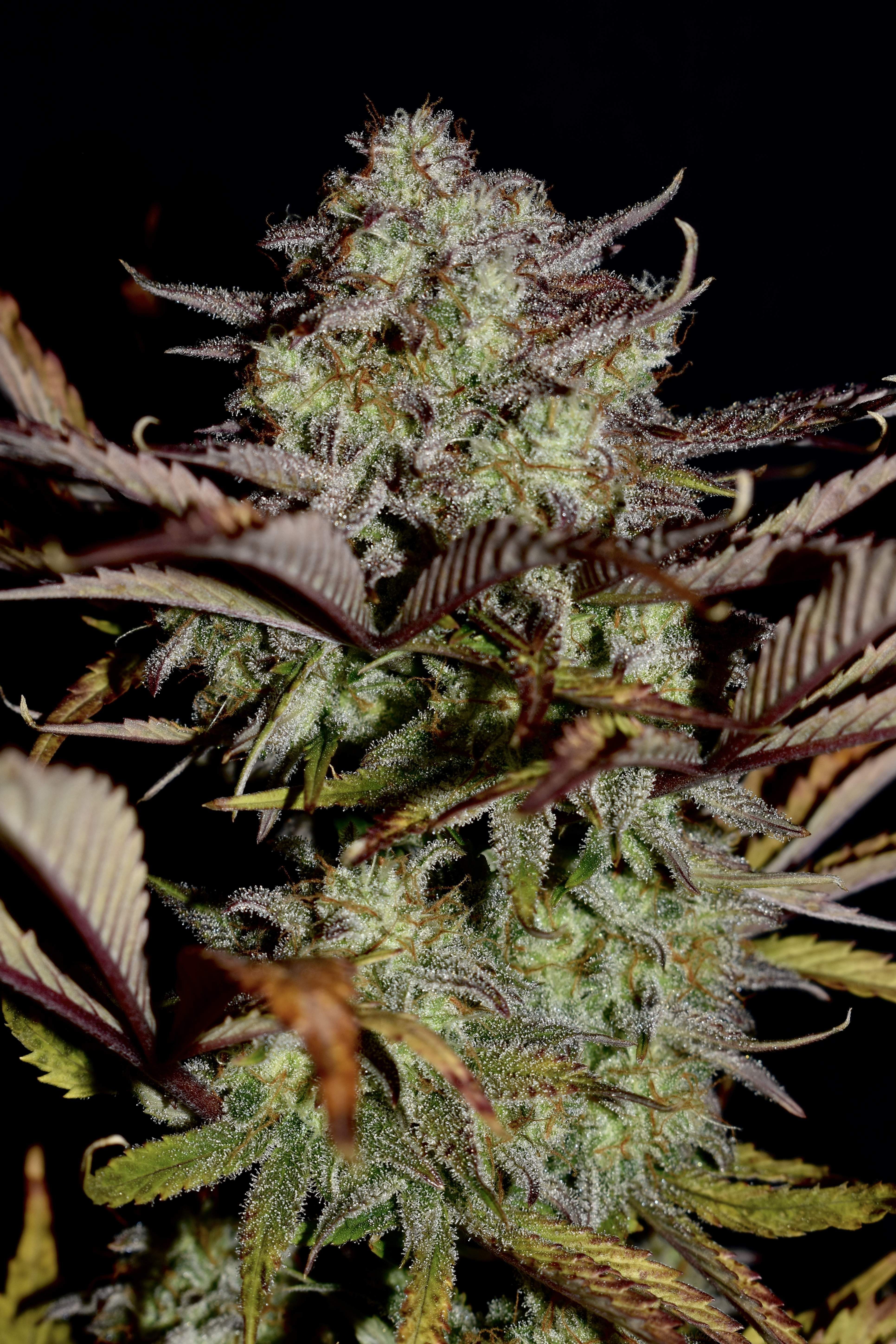 FastBuds - Apple Strudel Auto (auto/fem.)