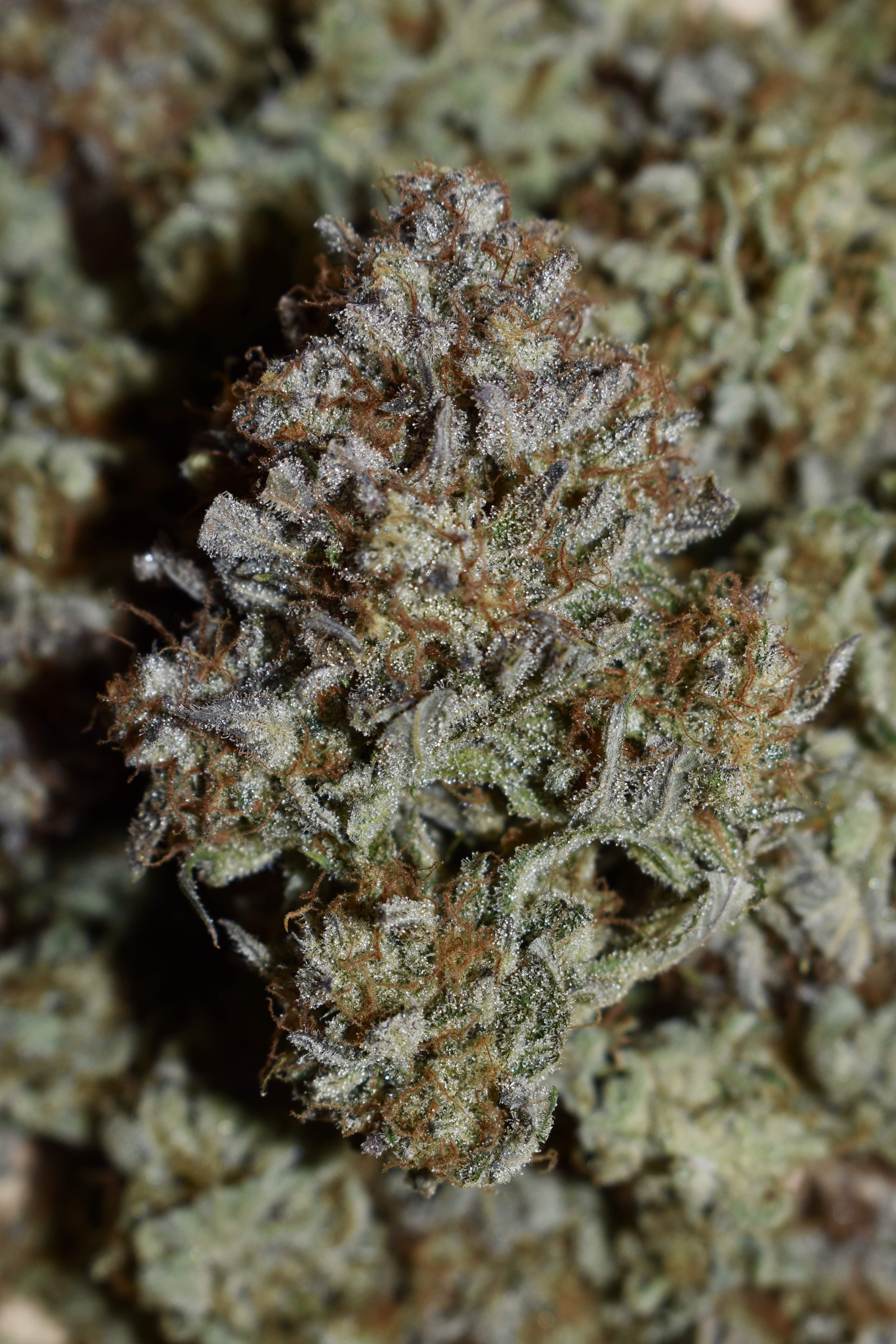 FastBuds - Apple Strudel Auto (auto/fem.)