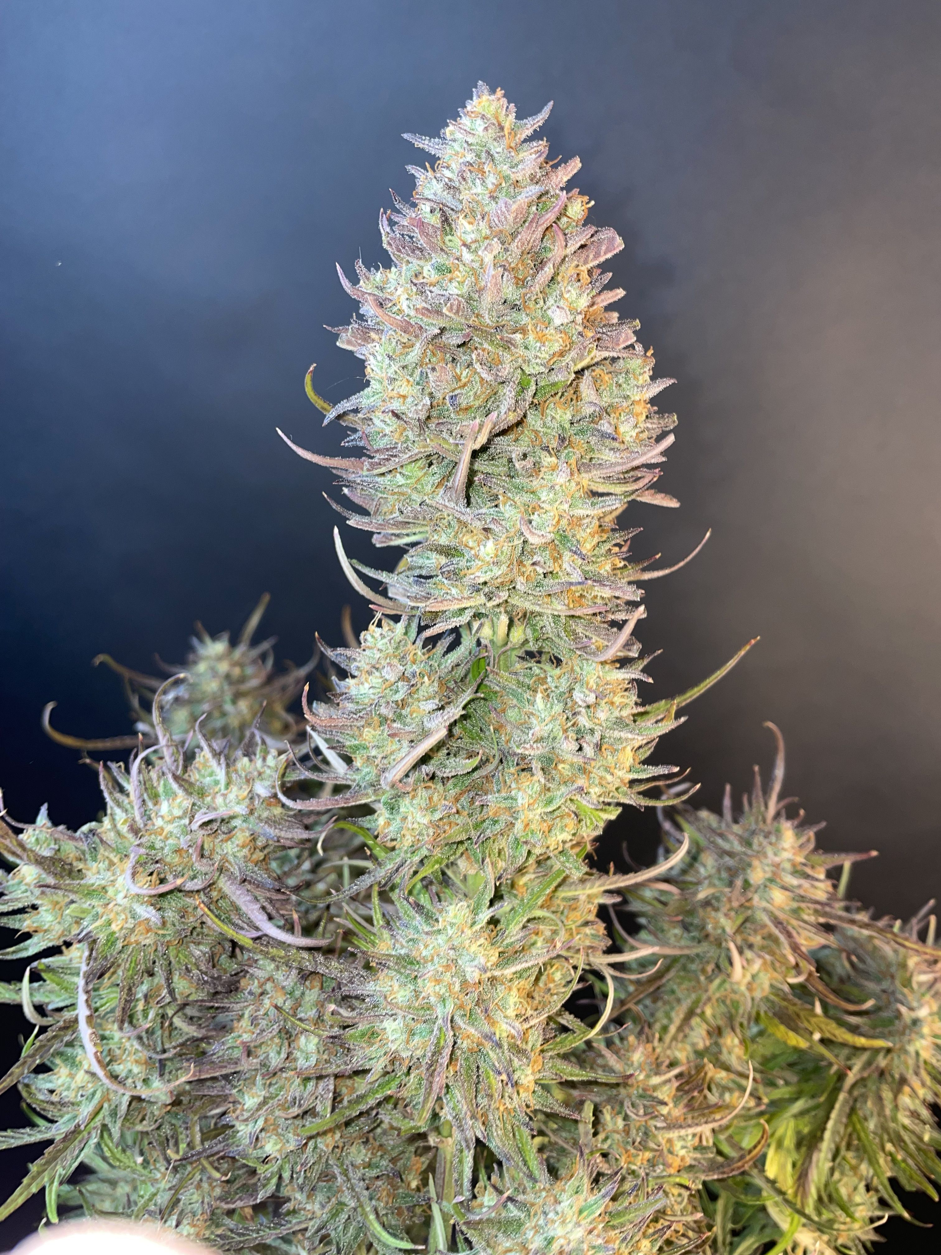 FastBuds - Apple Strudel Auto (auto/fem.)