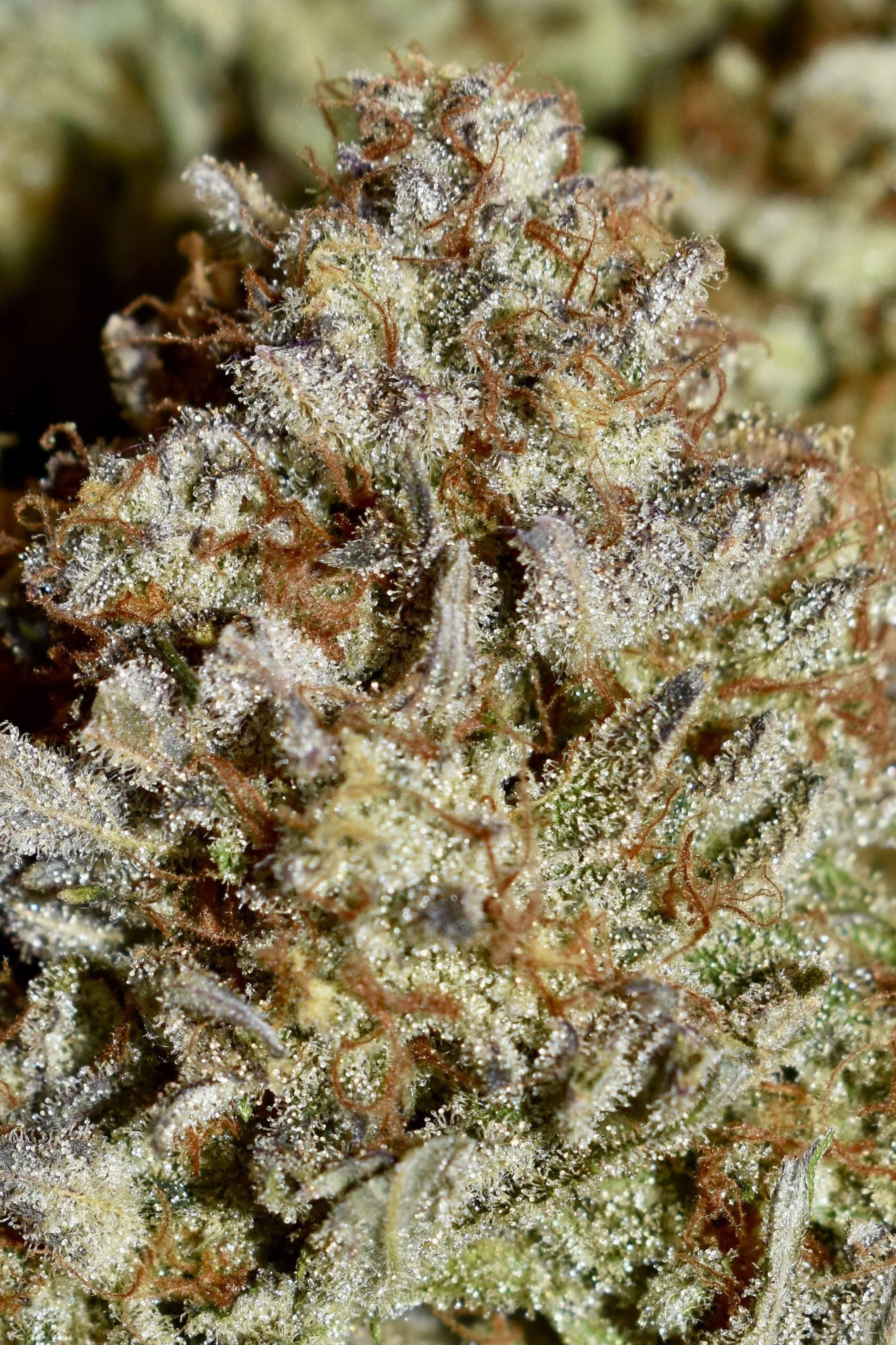FastBuds - Apple Strudel Auto (auto/fem.)