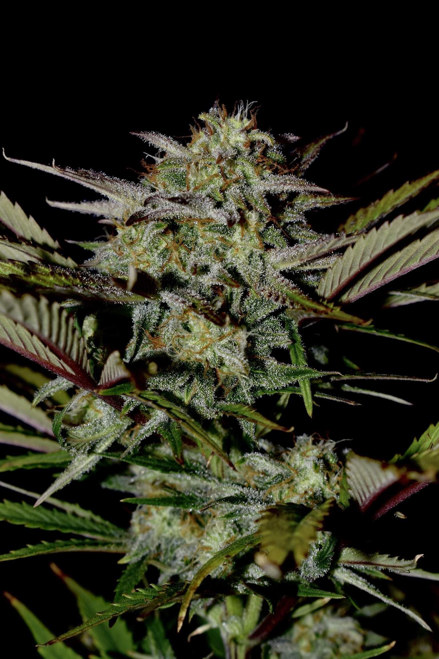 FastBuds - Apple Strudel Auto (auto/fem.)
