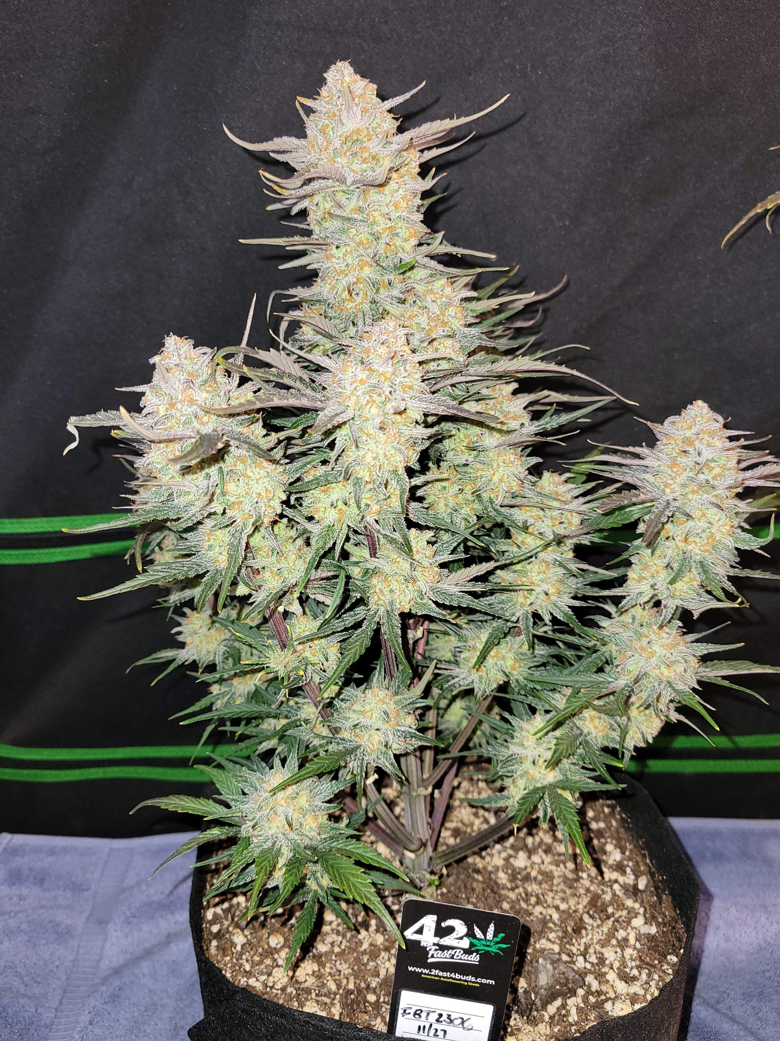 FastBuds - Apple Strudel Auto (auto/fem.)