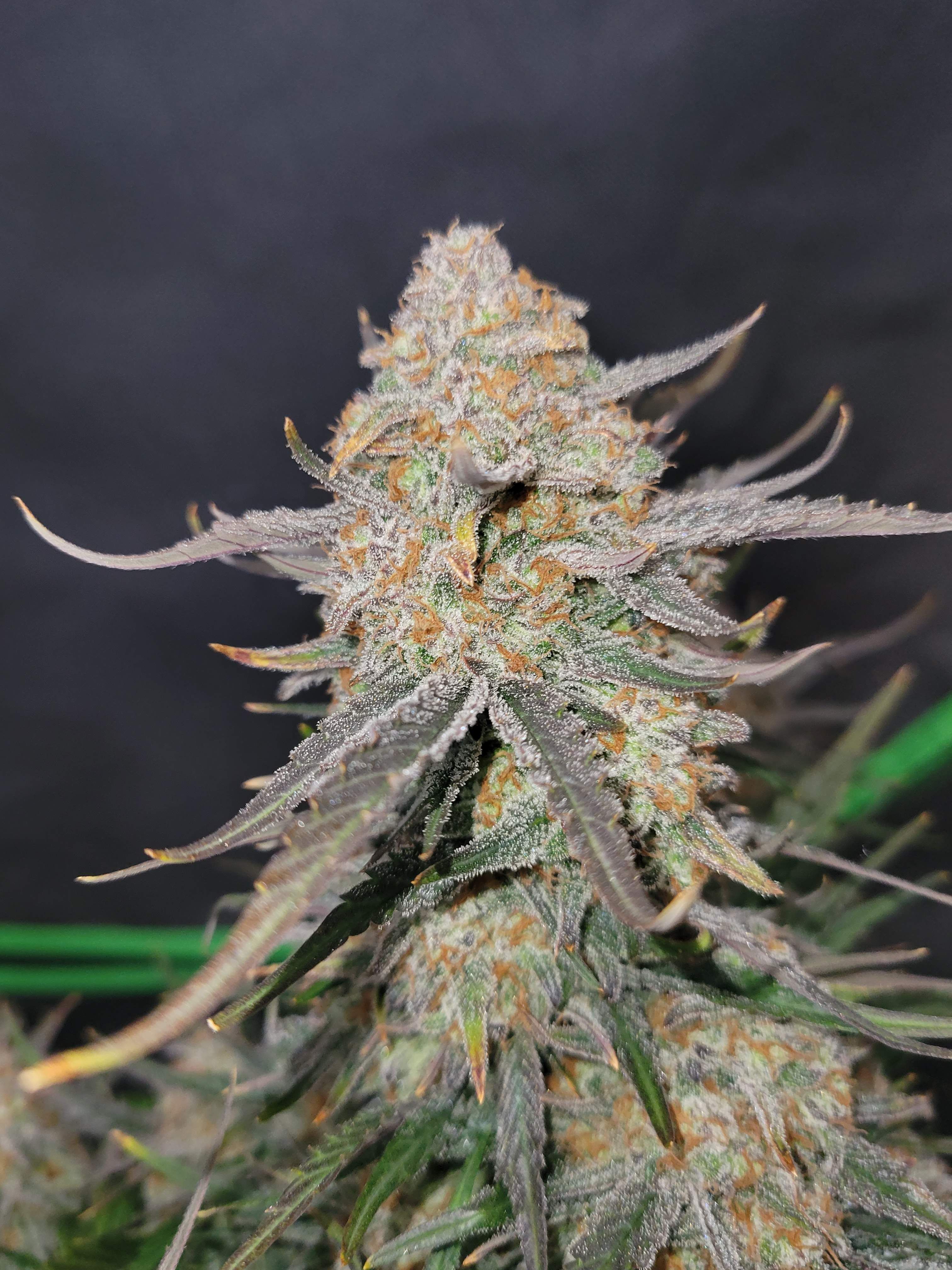 FastBuds - Apple Strudel Auto (auto/fem.)