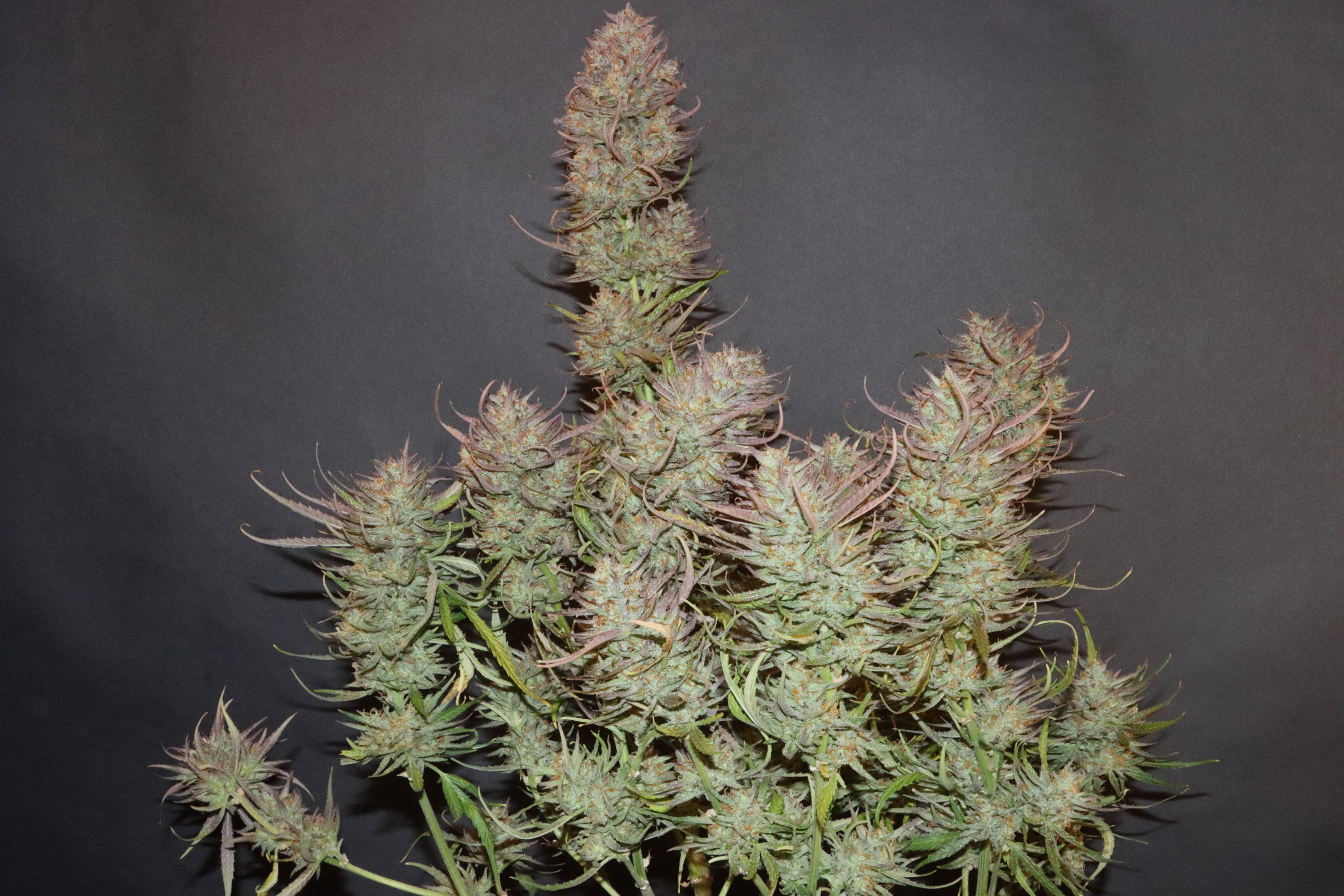 FastBuds - Apple Strudel Auto (auto/fem.)
