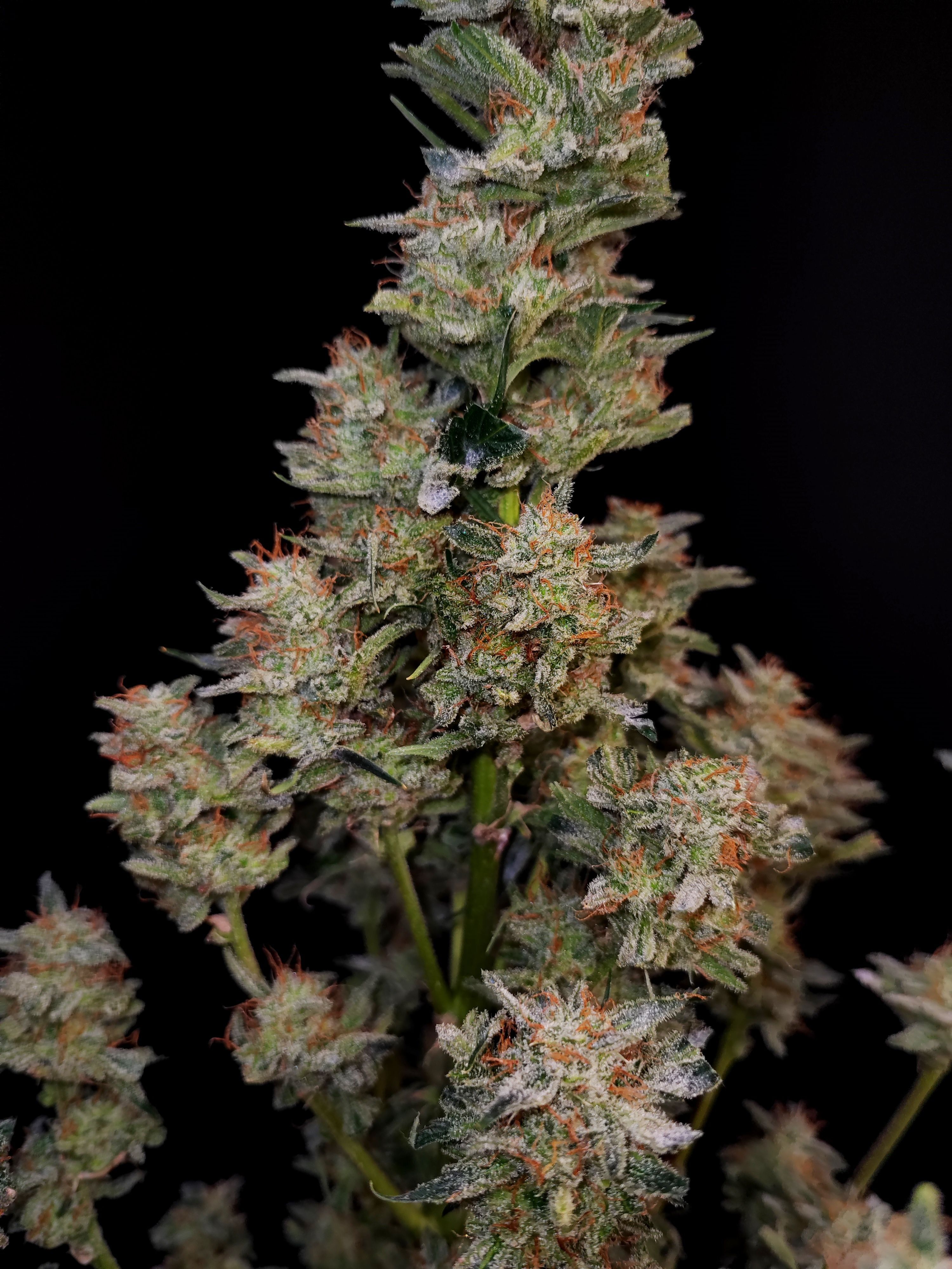 FastBuds - Apple Strudel Auto (auto/fem.)