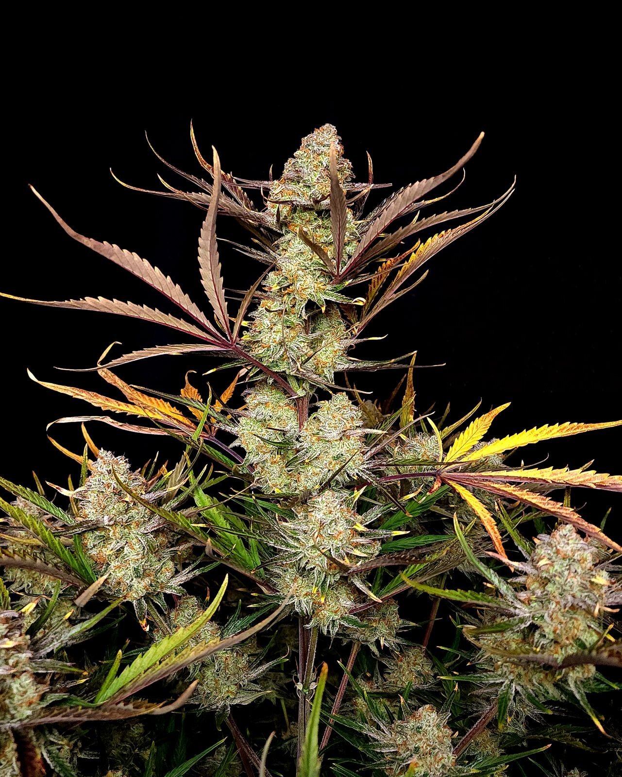 FastBuds - Apple Strudel Auto (auto/fem.)