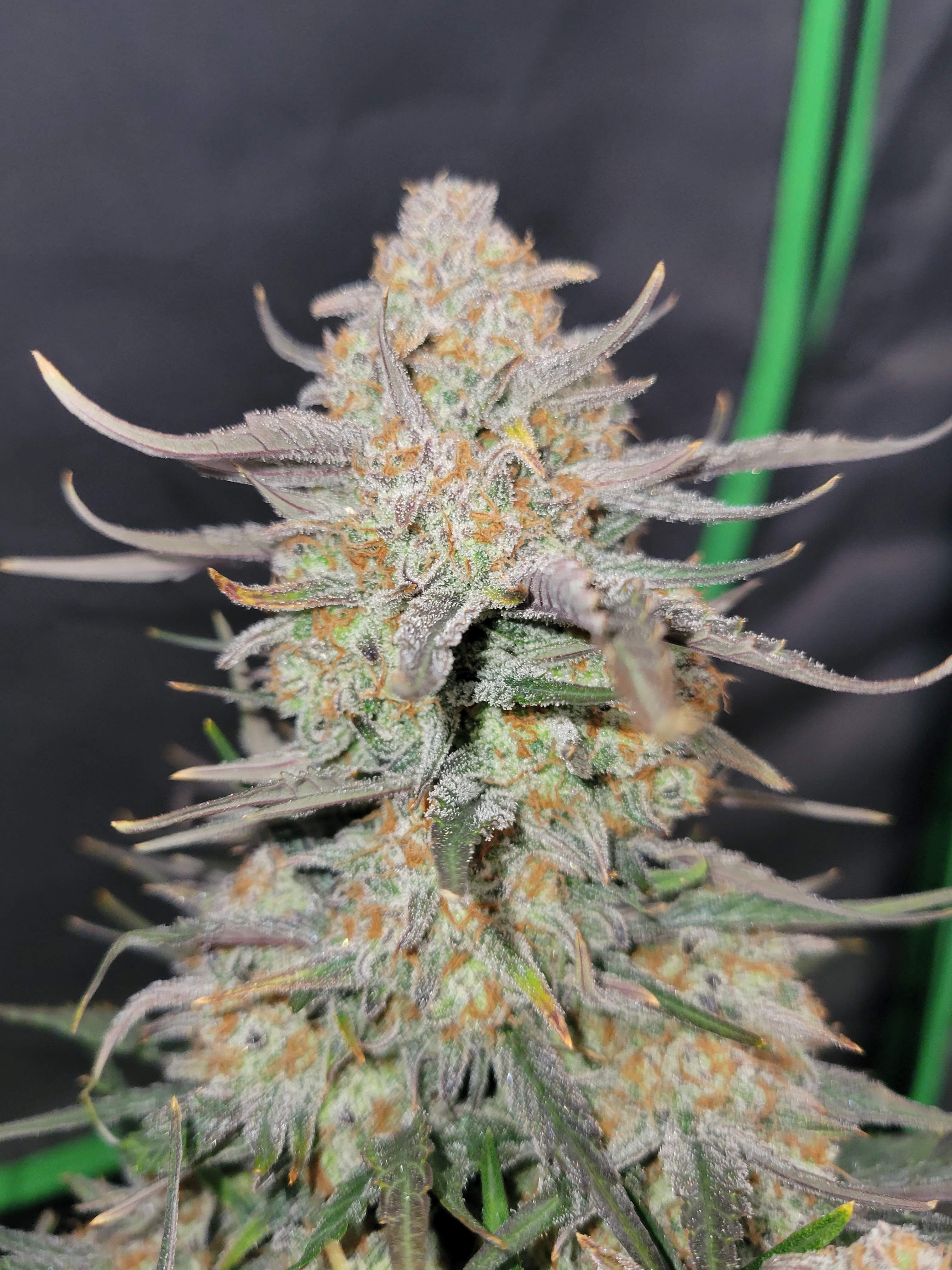 FastBuds - Apple Strudel Auto (auto/fem.)