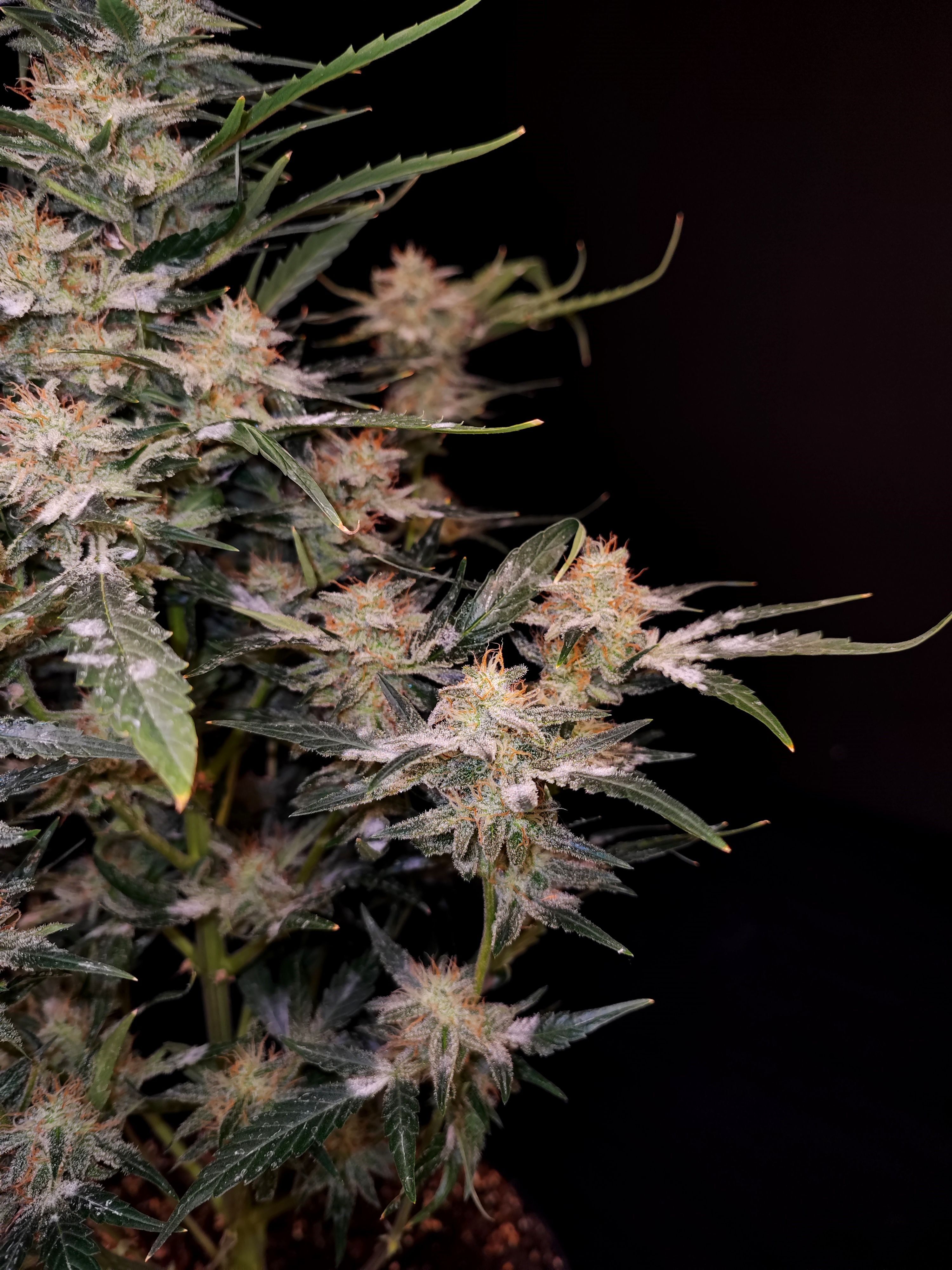 FastBuds - Apple Strudel Auto (auto/fem.)