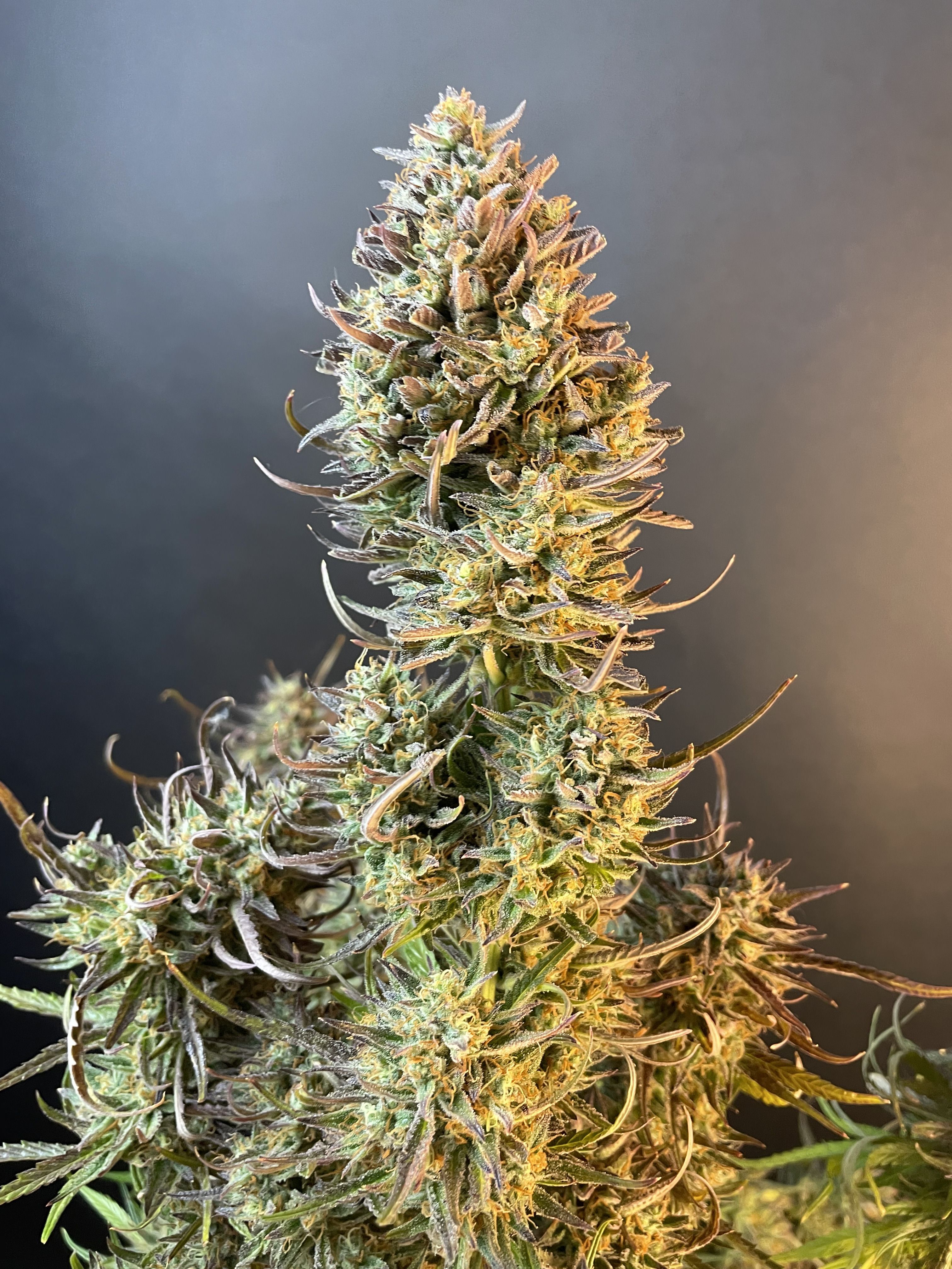 FastBuds - Apple Strudel Auto (auto/fem.)