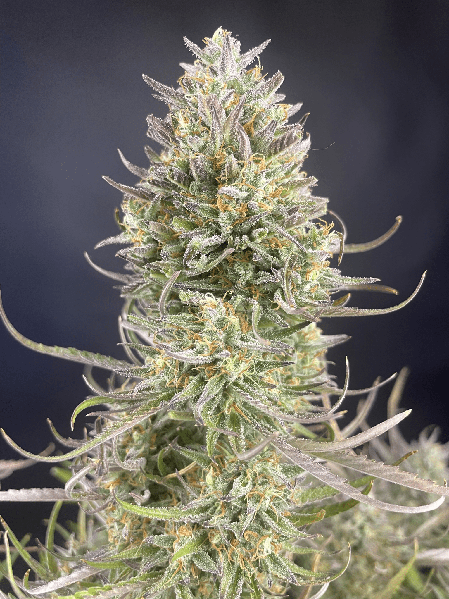 FastBuds - Apple Strudel Auto (auto/fem.)