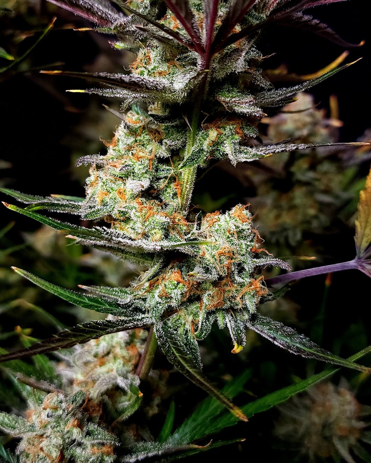 FastBuds - Apple Strudel Auto (auto/fem.)