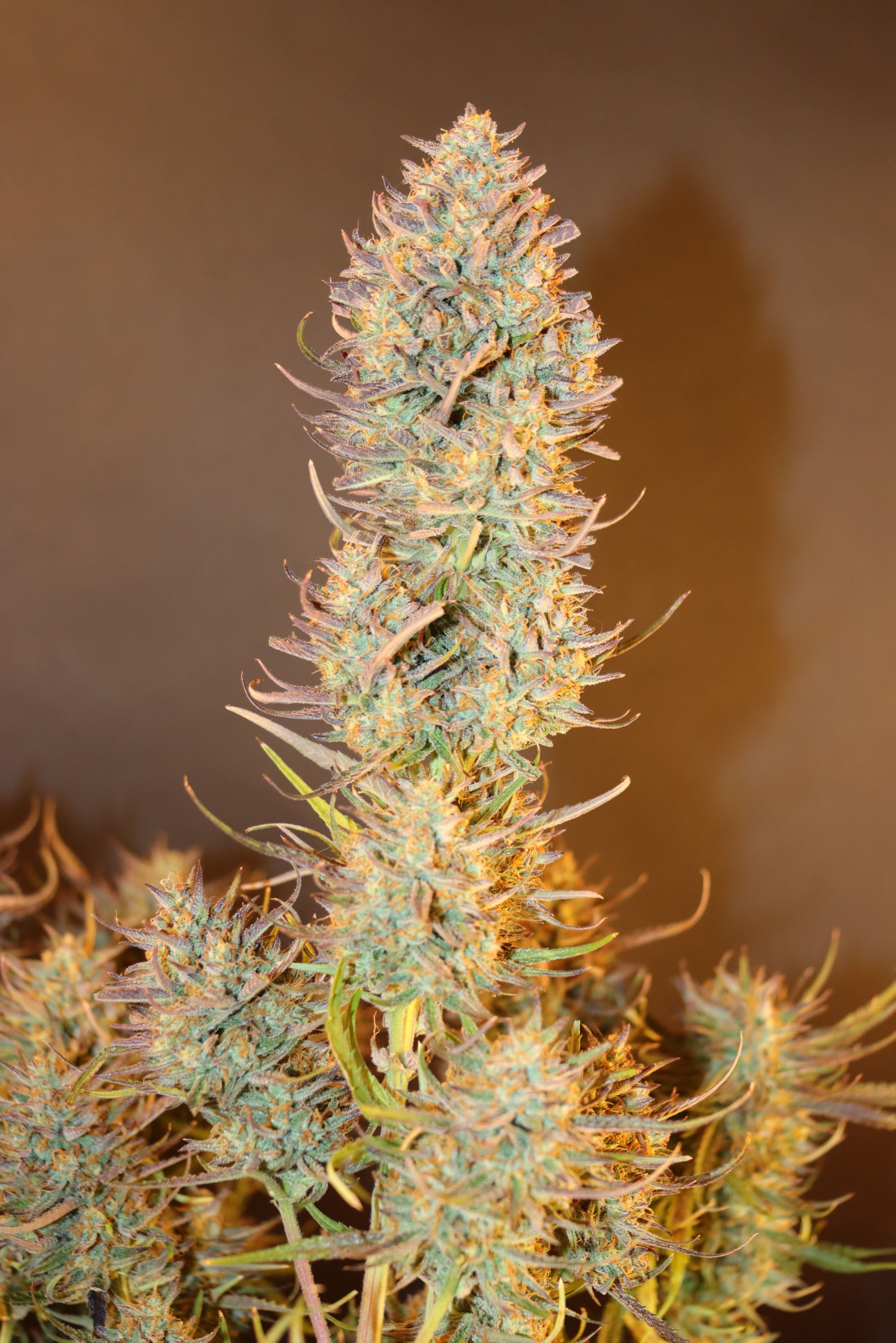 FastBuds - Apple Strudel Auto (auto/fem.)