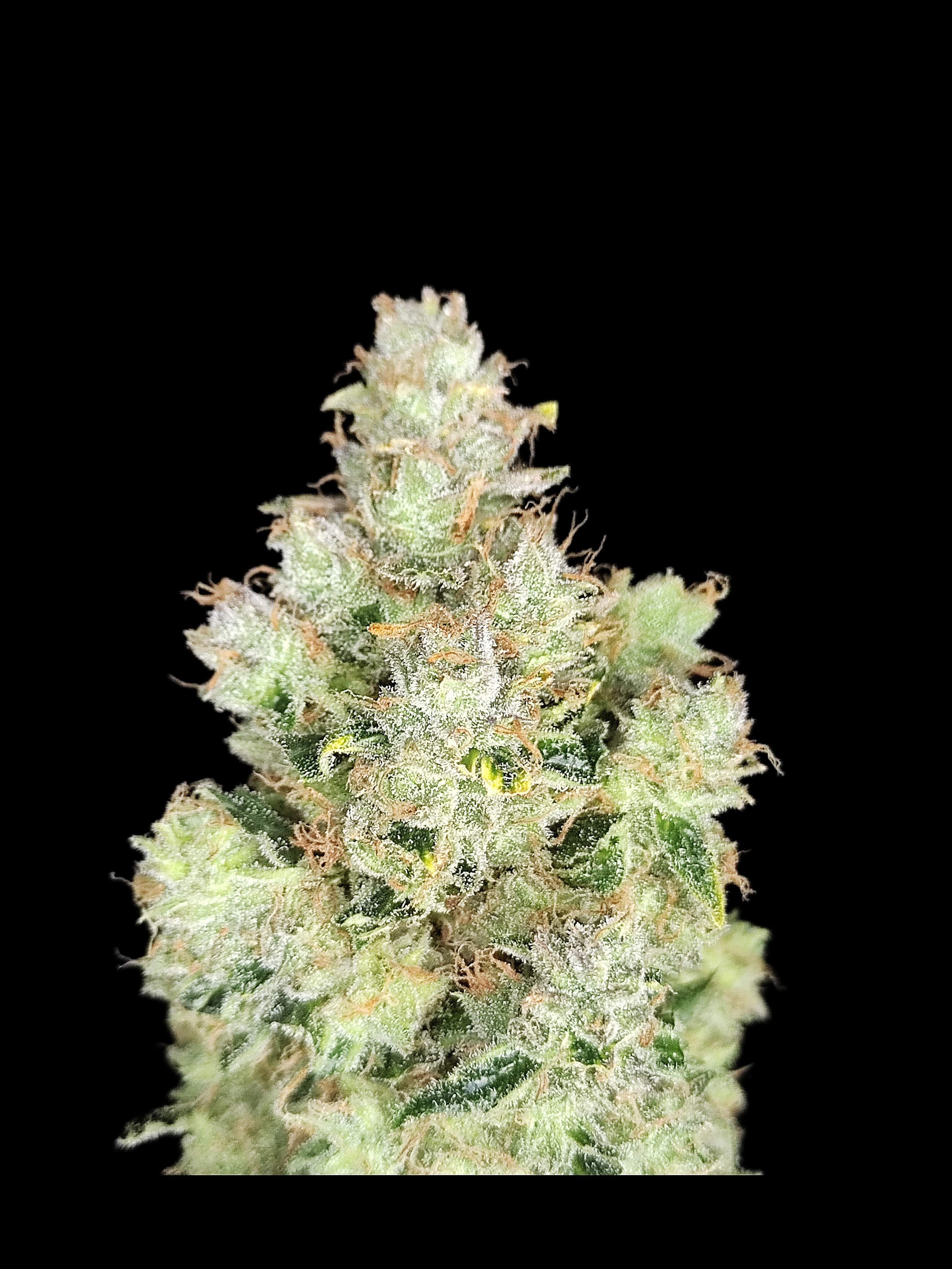 FastBuds - Apple Strudel Auto (auto/fem.)