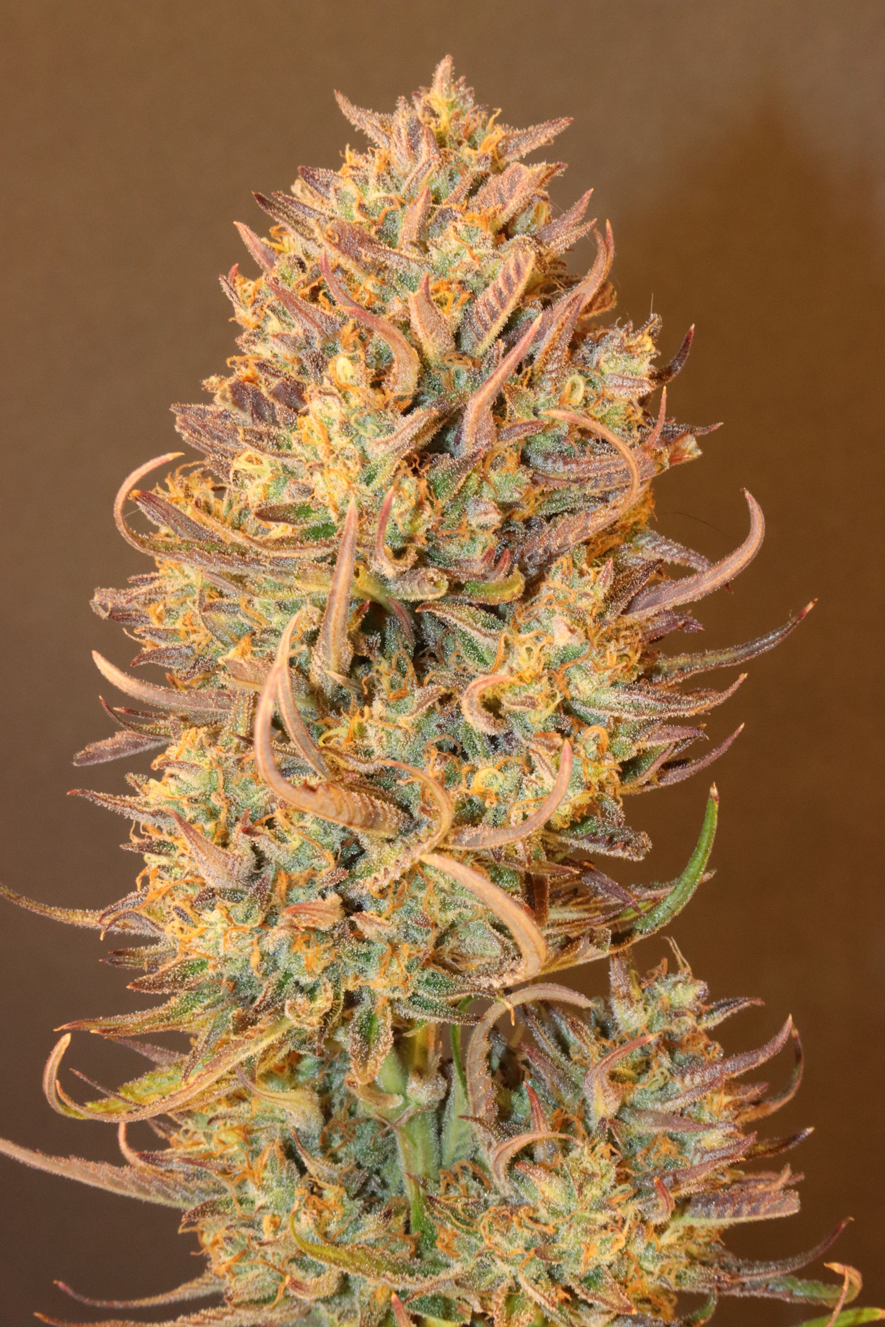 FastBuds - Apple Strudel Auto (auto/fem.)