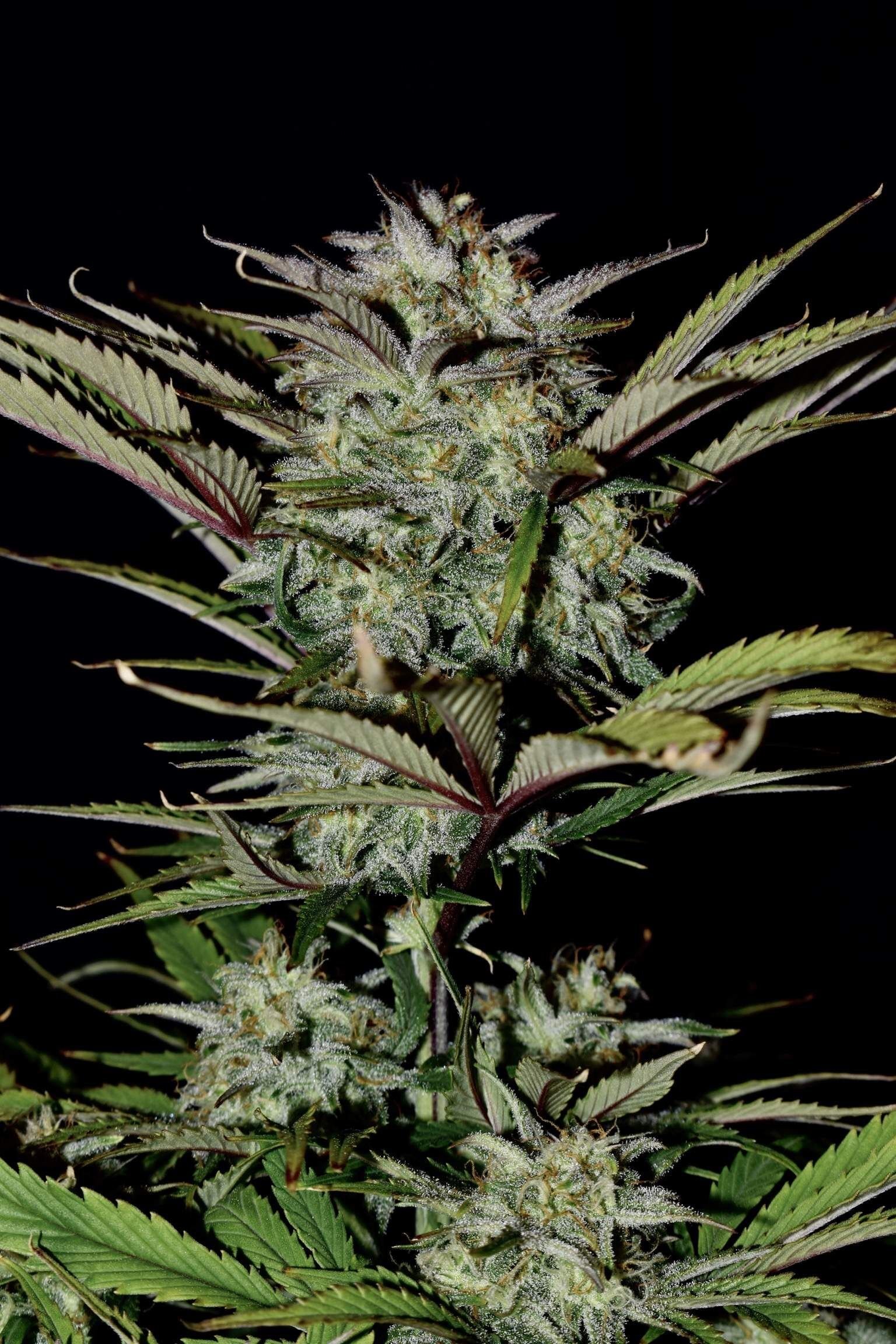 FastBuds - Apple Strudel Auto (auto/fem.)