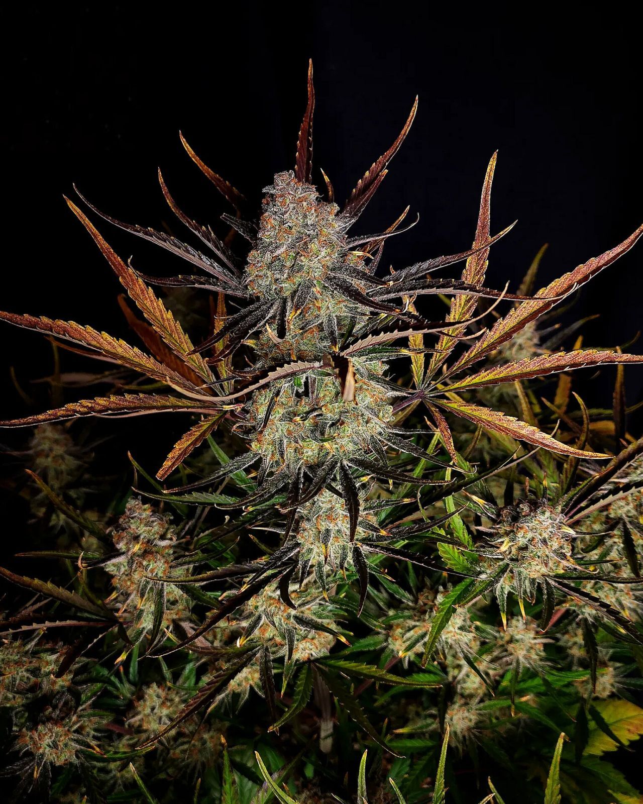 FastBuds - Apple Strudel Auto (auto/fem.)