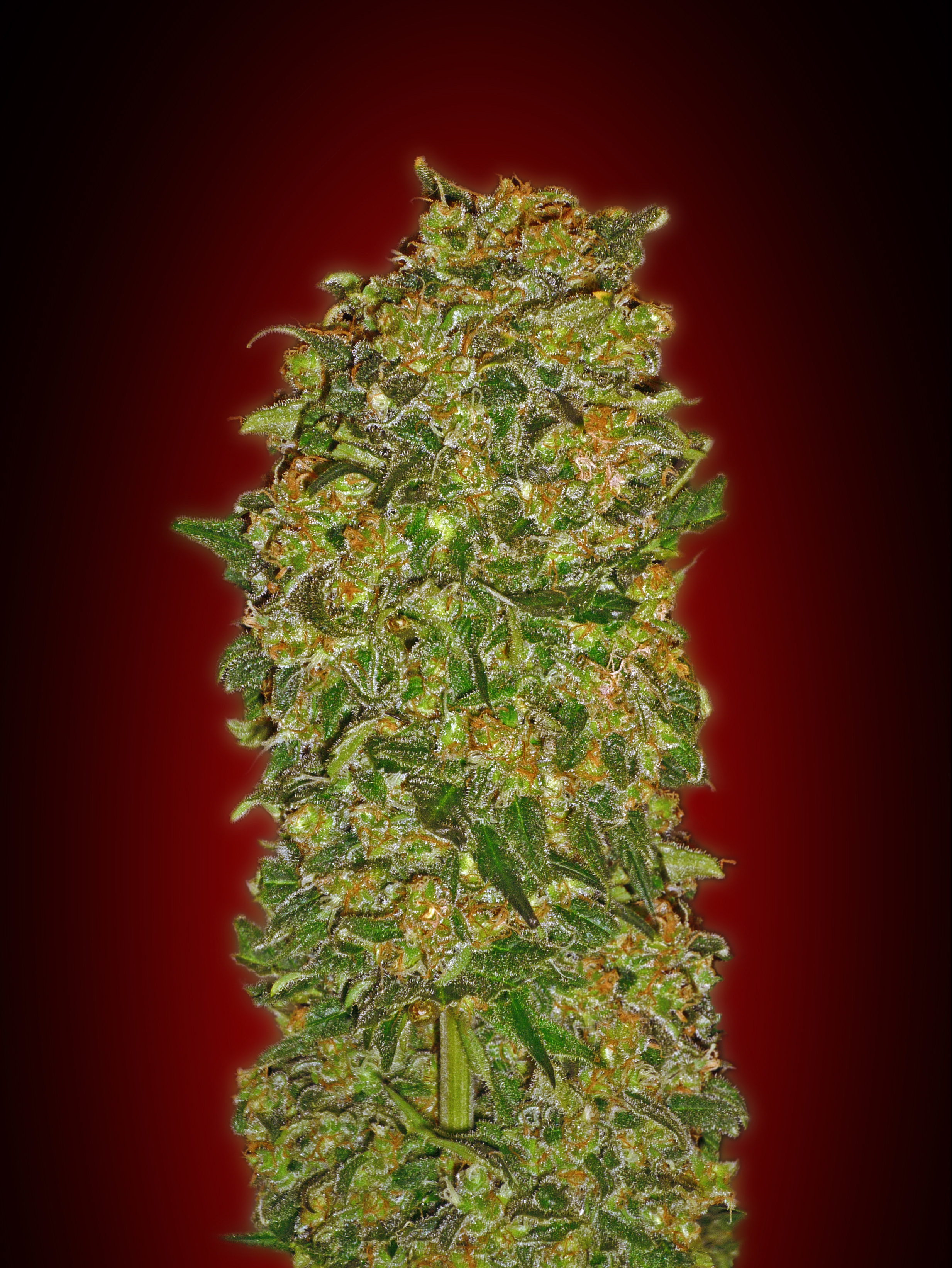 00 Seeds - Chocolate Kush (fem.)