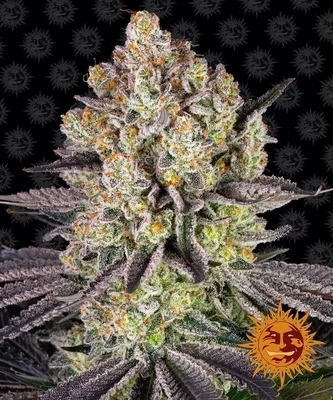 Barney's Farm - Runtz (fem.) 09563