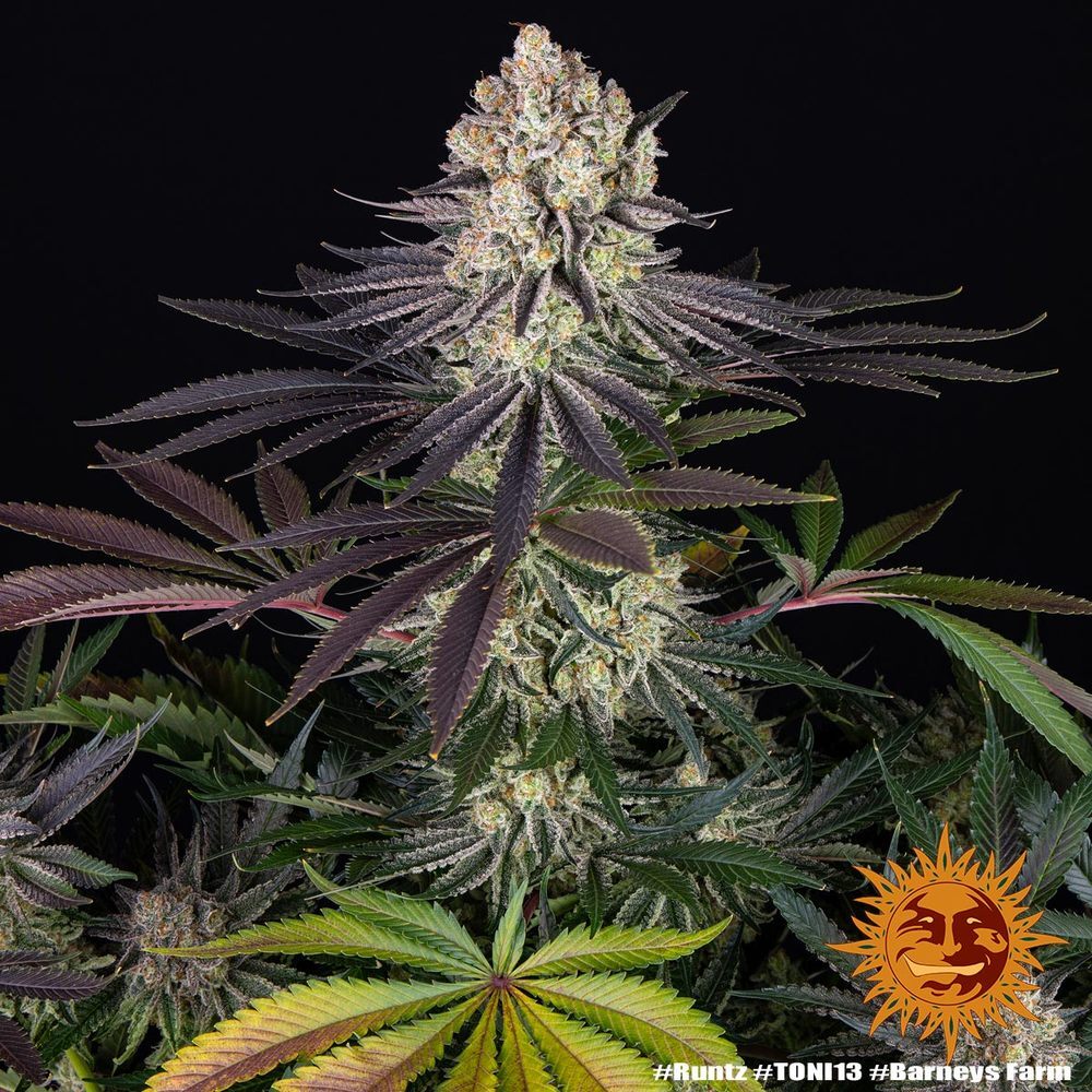 Barney's Farm - Runtz (fem.)