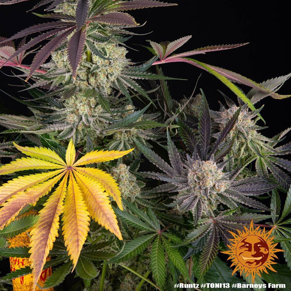 Barney's Farm - Runtz (fem.)