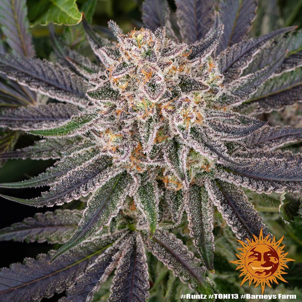 Barney's Farm - Runtz (fem.)