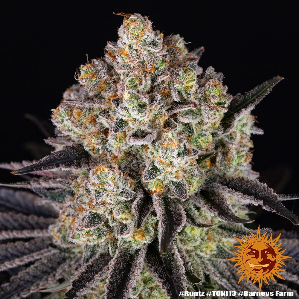 Barney's Farm - Runtz (fem.)
