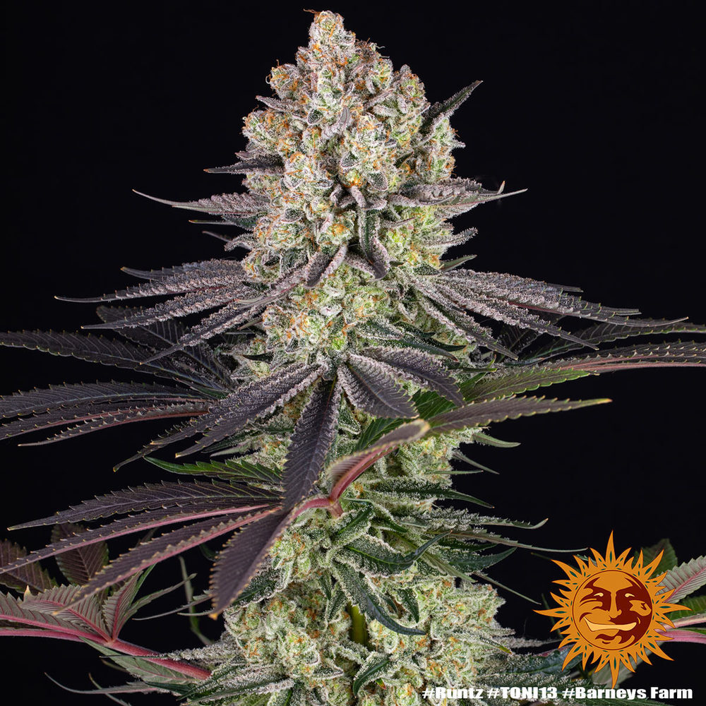 Barney's Farm - Runtz (fem.)