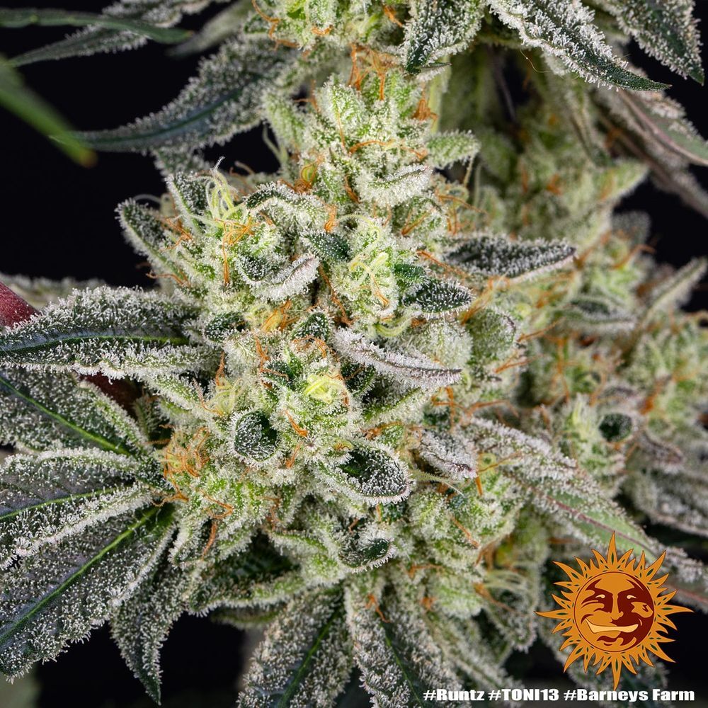 Barney's Farm - Runtz (fem.)