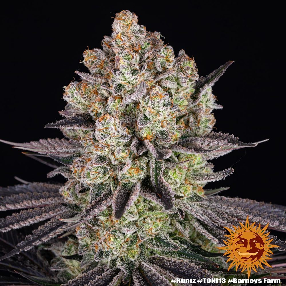 Barney's Farm - Runtz (fem.)
