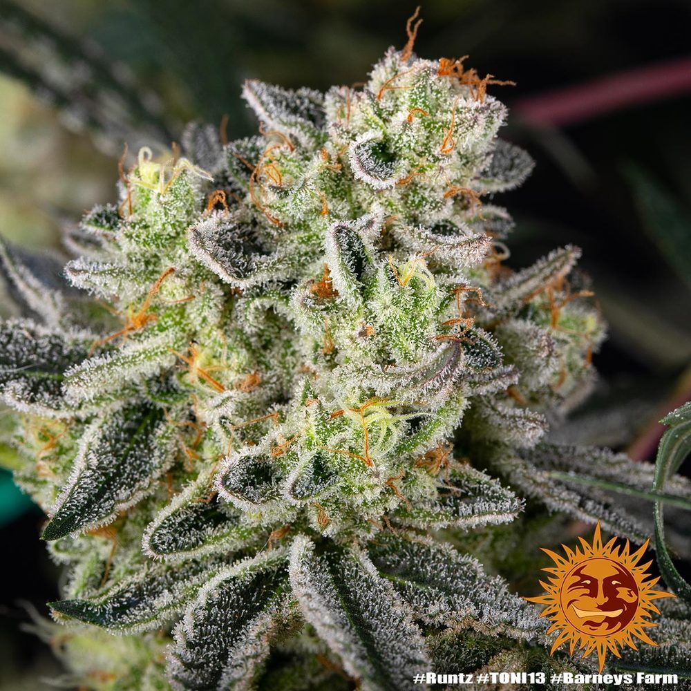 Barney's Farm - Runtz (fem.)