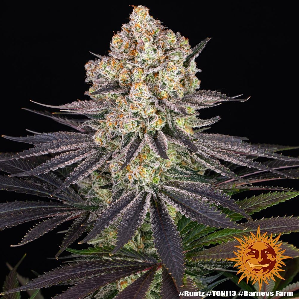 Barney's Farm - Runtz (fem.)