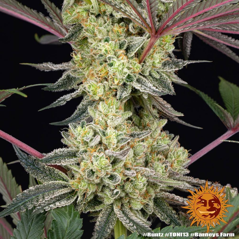 Barney's Farm - Runtz (fem.)