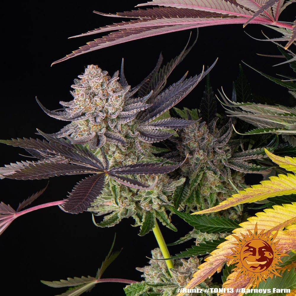 Barney's Farm - Runtz (fem.)
