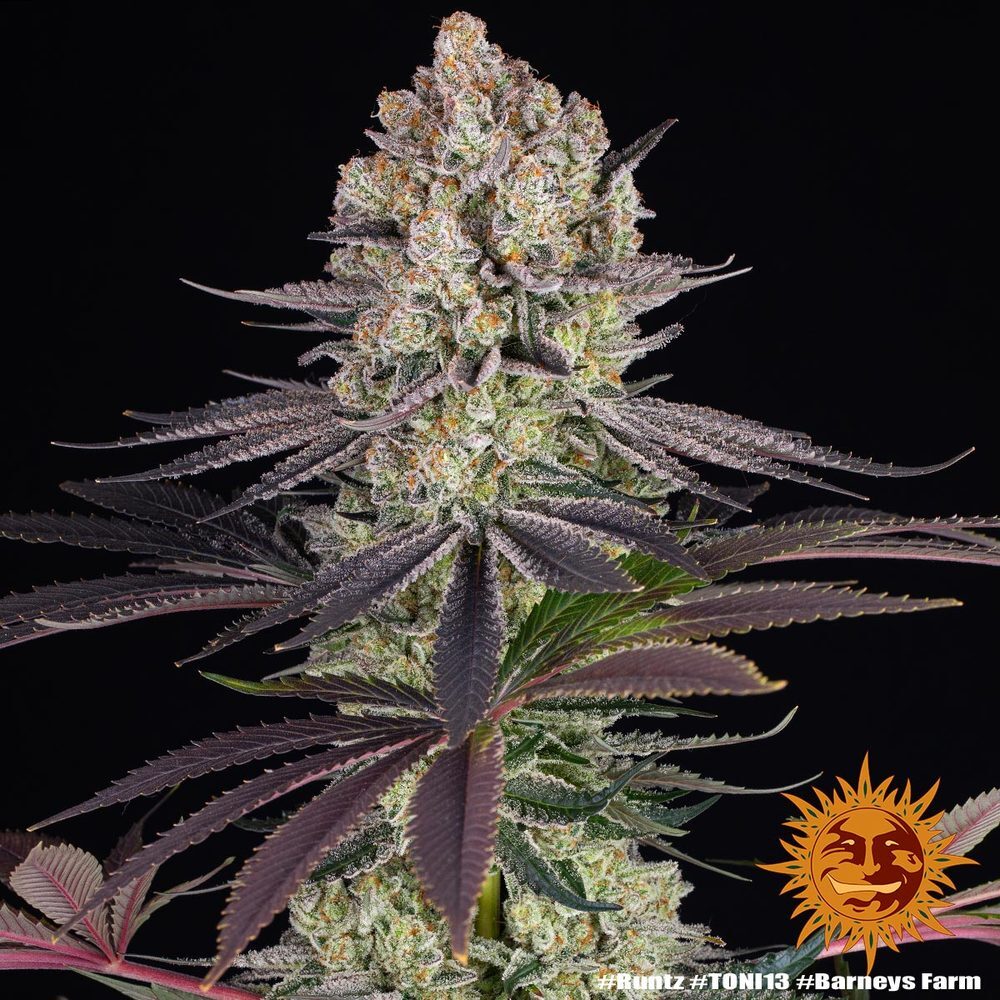 Barney's Farm - Runtz (fem.)