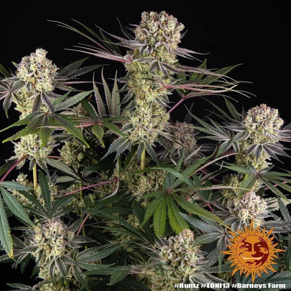 Barney's Farm - Runtz (fem.)