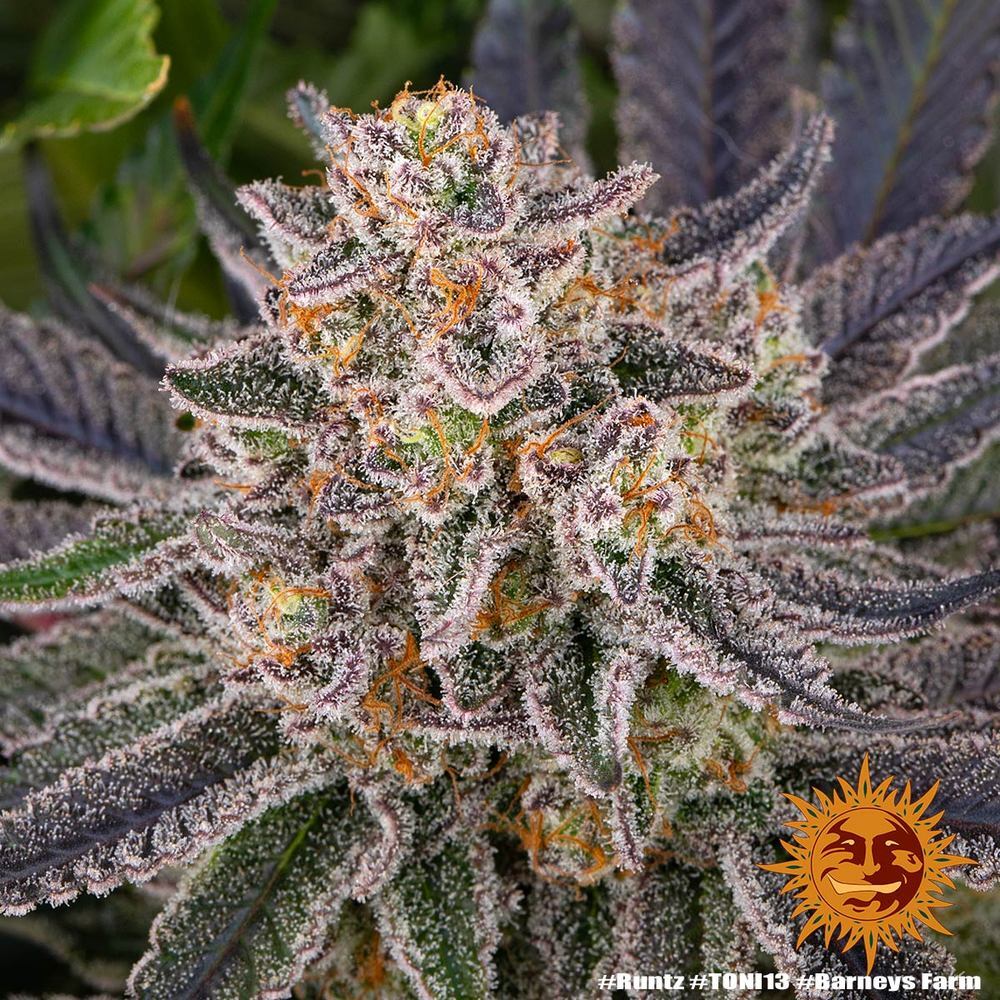 Barney's Farm - Runtz (fem.)