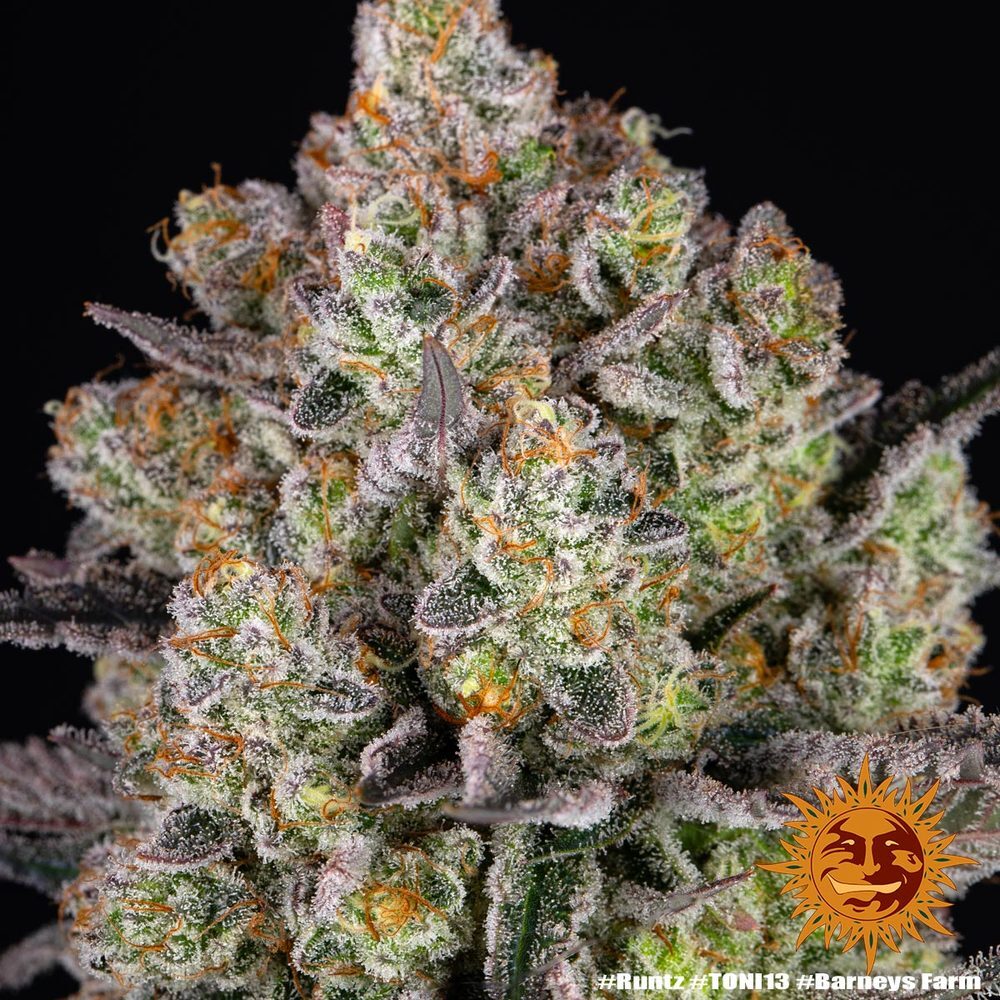 Barney's Farm - Runtz (fem.)