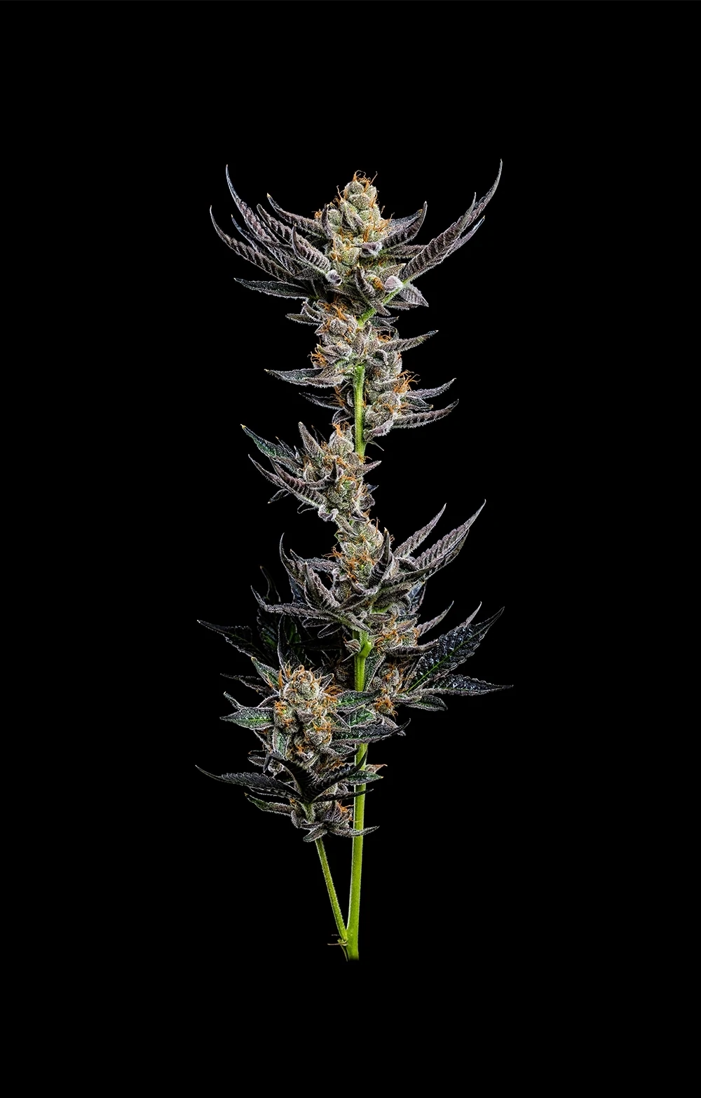 Humboldt Seed Company - Jelly Donutz Auto (auto/fem.) 🍩