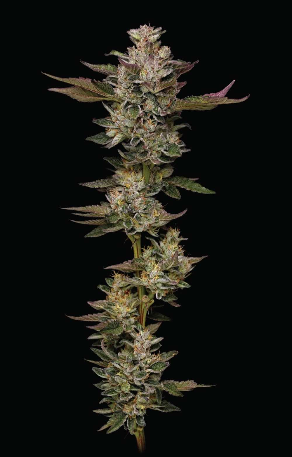 Humboldt Seed Company - Donutz (fem.) 🍩