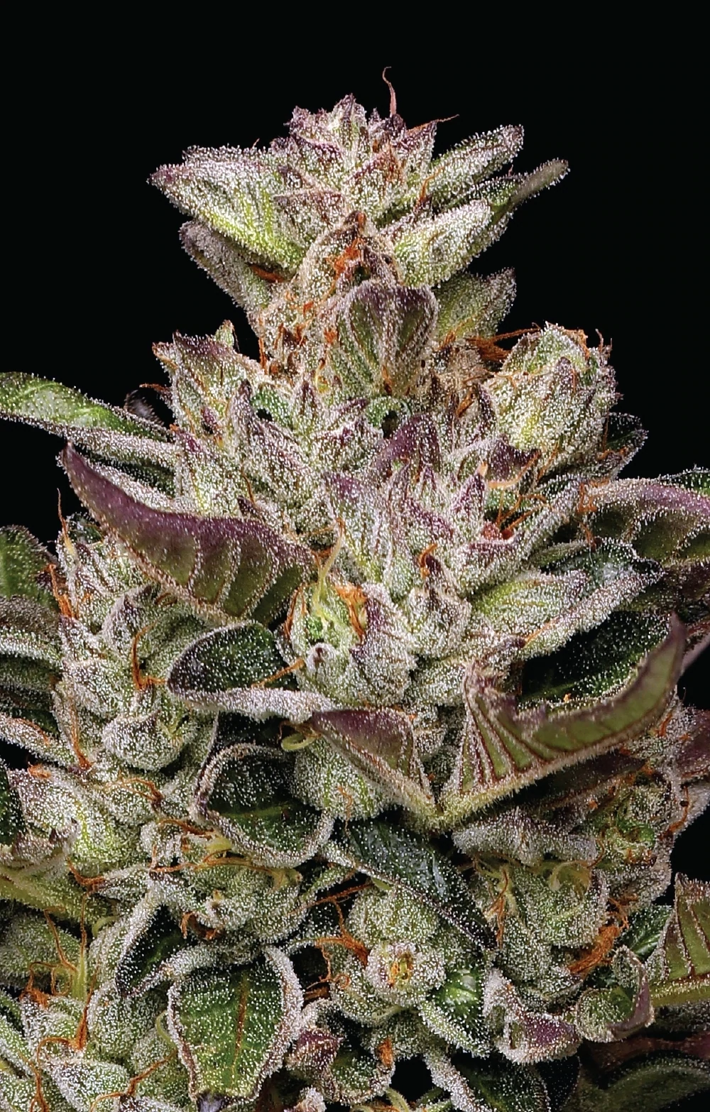 Humboldt Seed Company - Donutz (fem.) 🍩