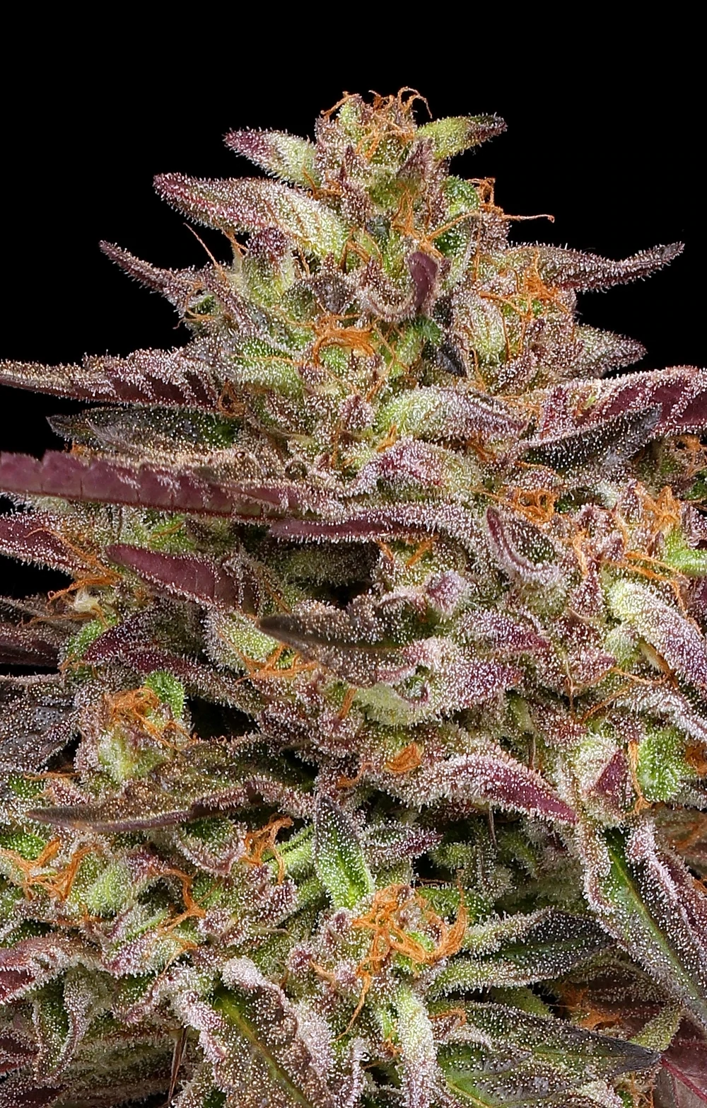 Humboldt Seed Company - Cob Salad (fem.)