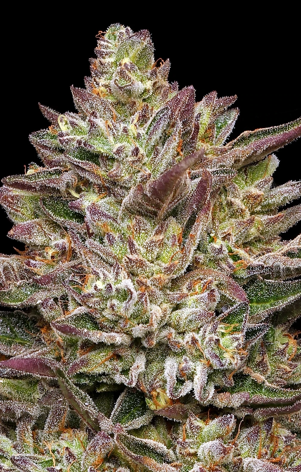 Humboldt Seed Company - Guzzlerz (fem.)