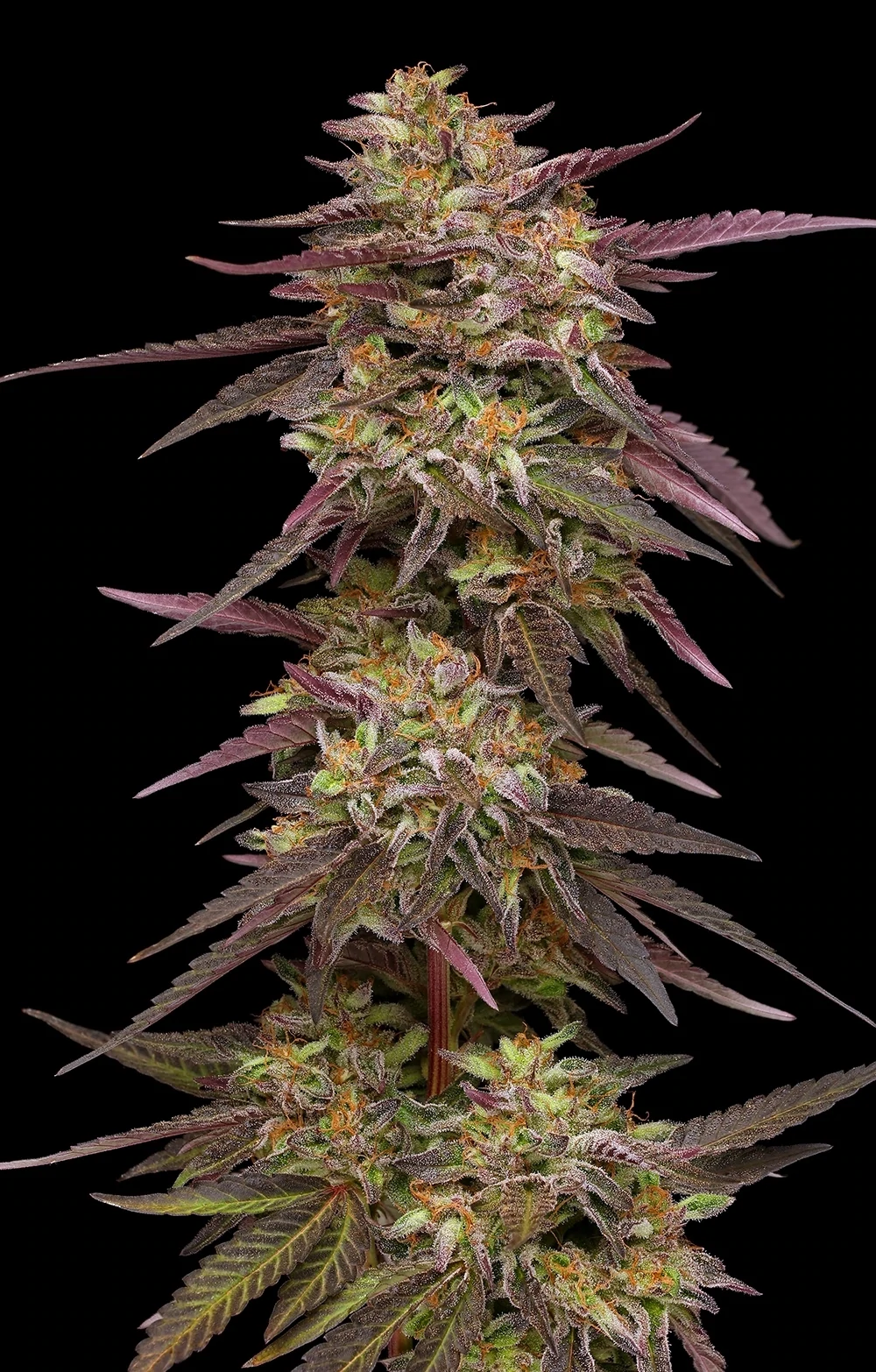 Humboldt Seed Company - Cob Salad (fem.)