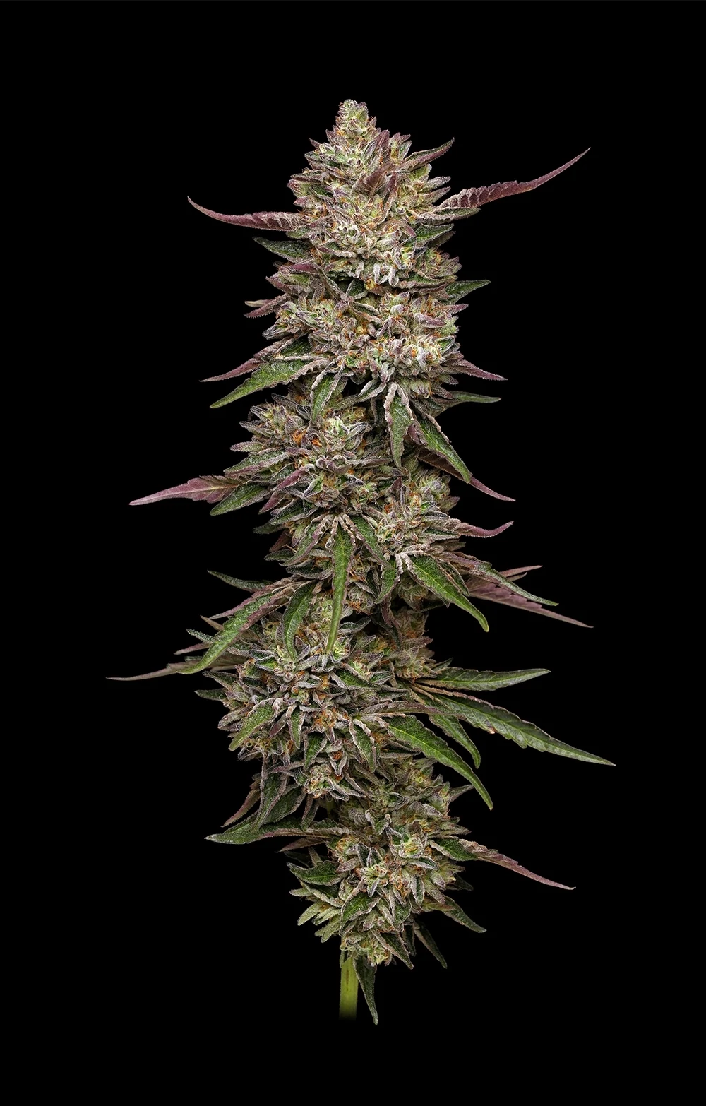 Humboldt Seed Company - Guzzlerz (fem.)