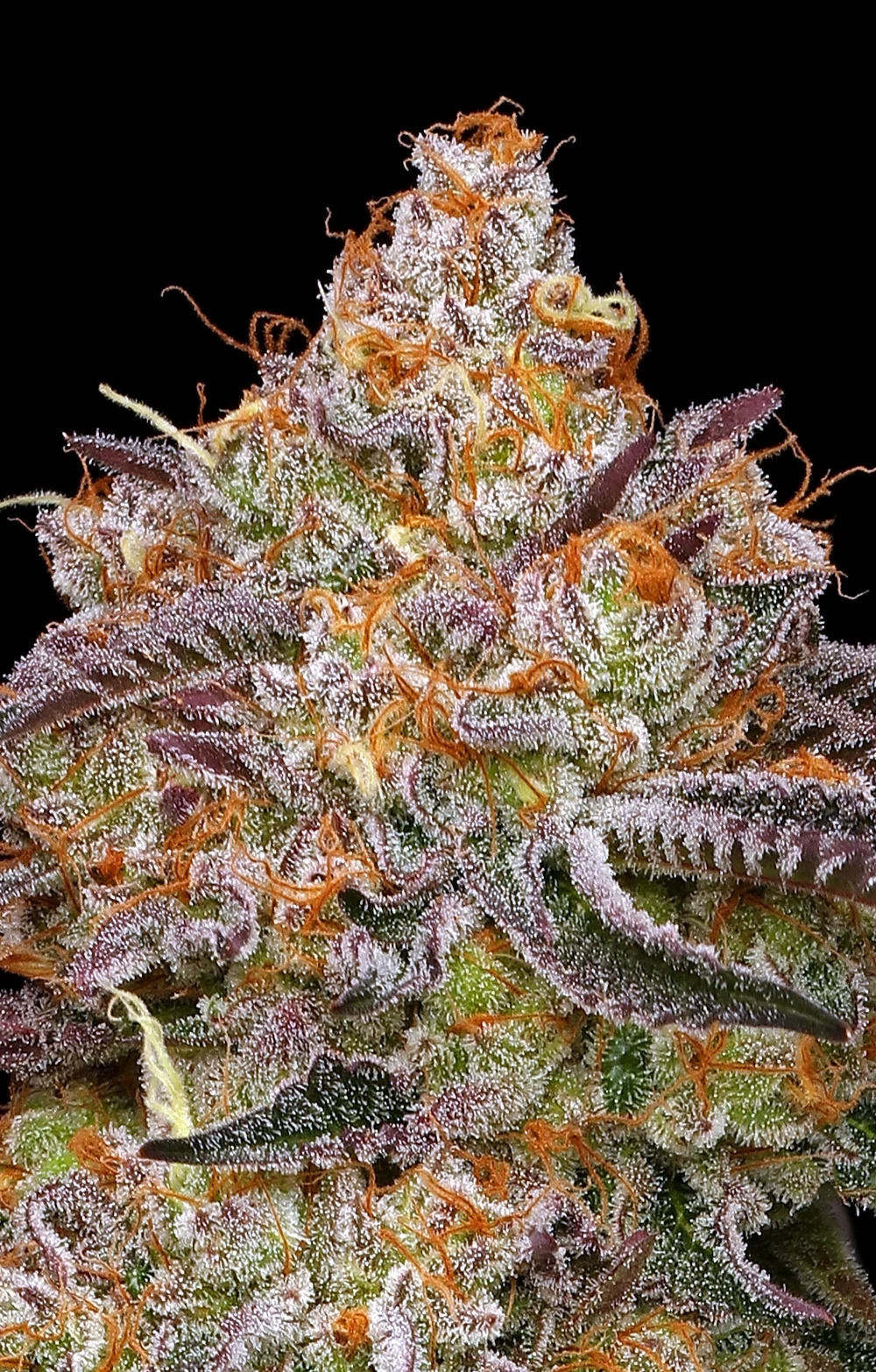 Humboldt Seed Company - Granny Candy (fem.)