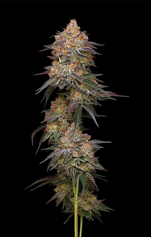 Humboldt Seed Company - Granny Candy (fem.)