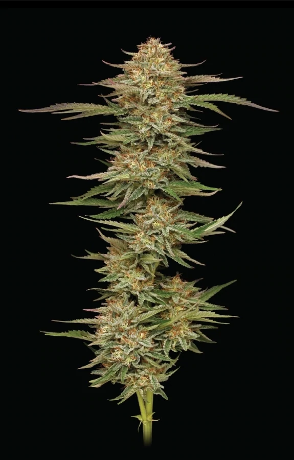 Humboldt Seed Company - Orange Creampop (fem.) 🇺🇸