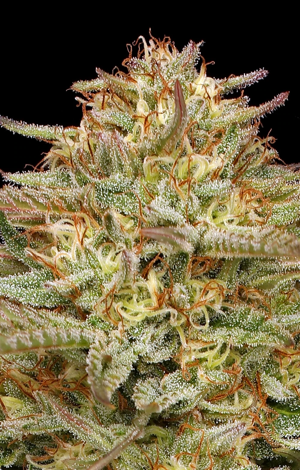 Humboldt Seed Company - Orange Creampop (fem.)