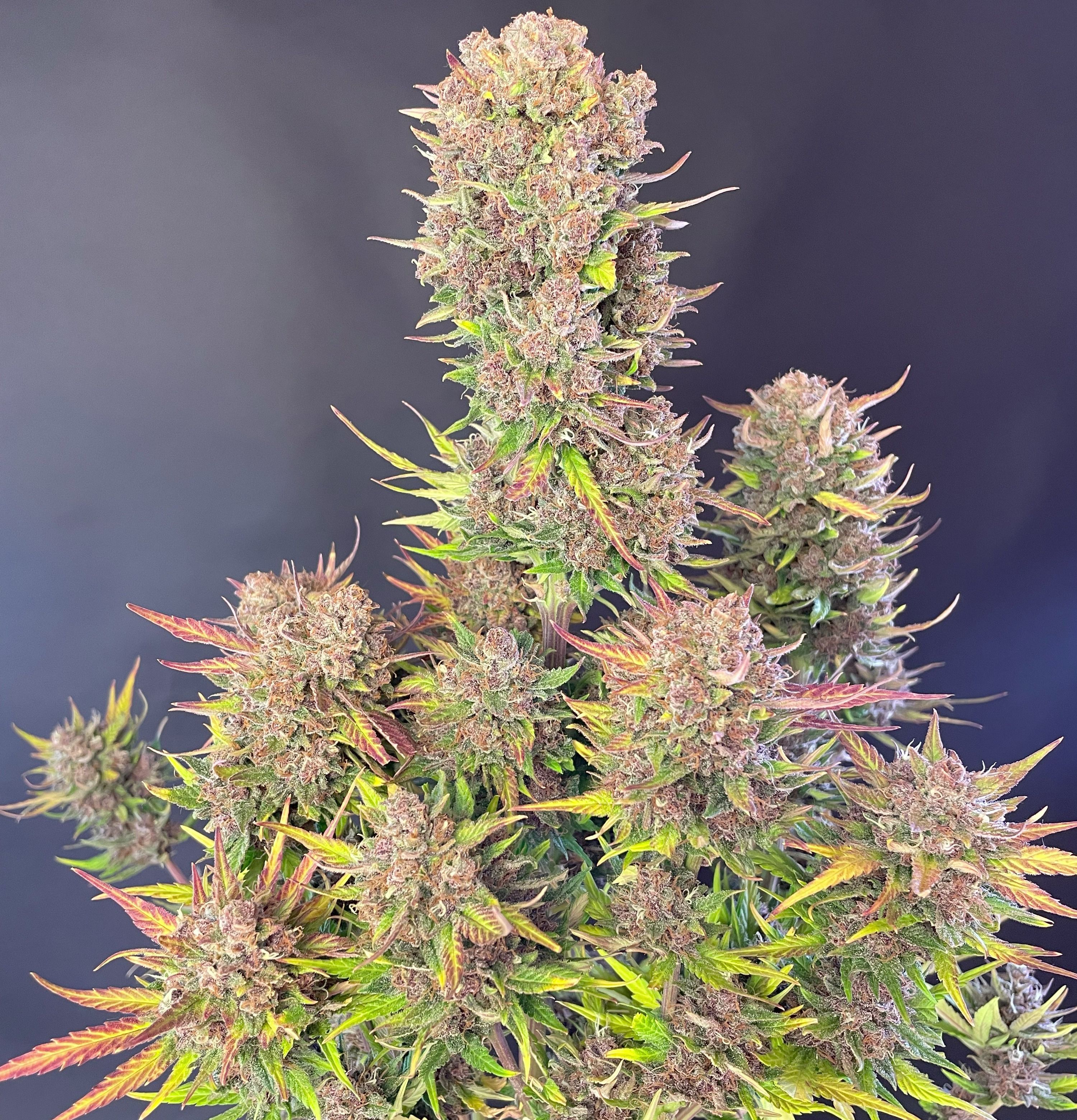 FastBuds - Lemon Cherry Cookies Auto (auto/fem.)