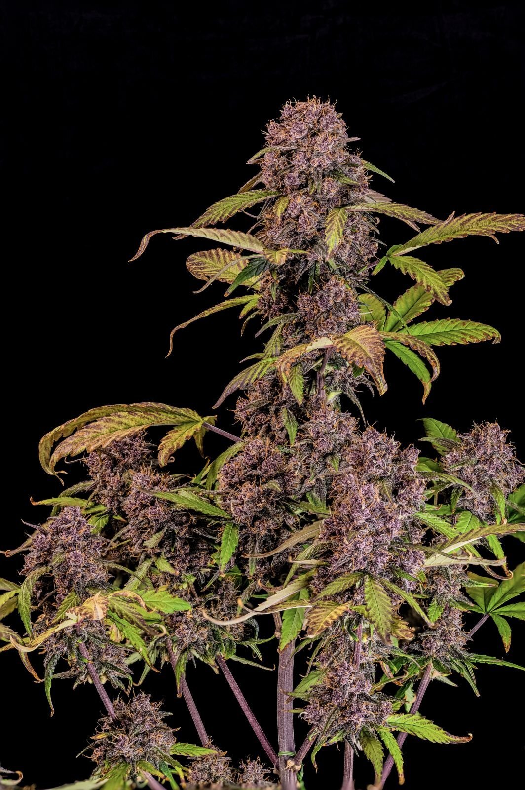 FastBuds - Lemon Cherry Cookies Auto (auto/fem.)
